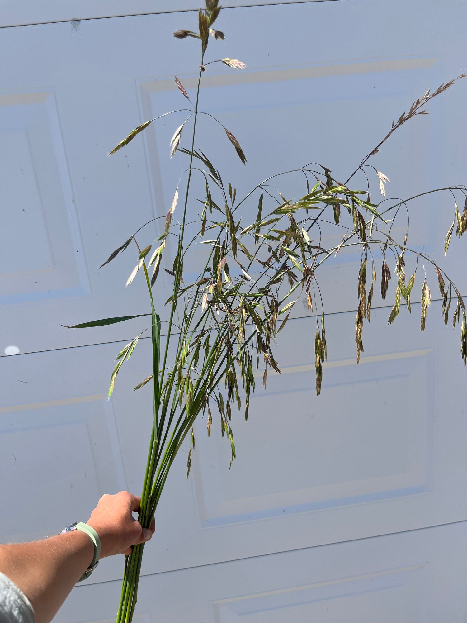 ORNAMENTAL GRASS