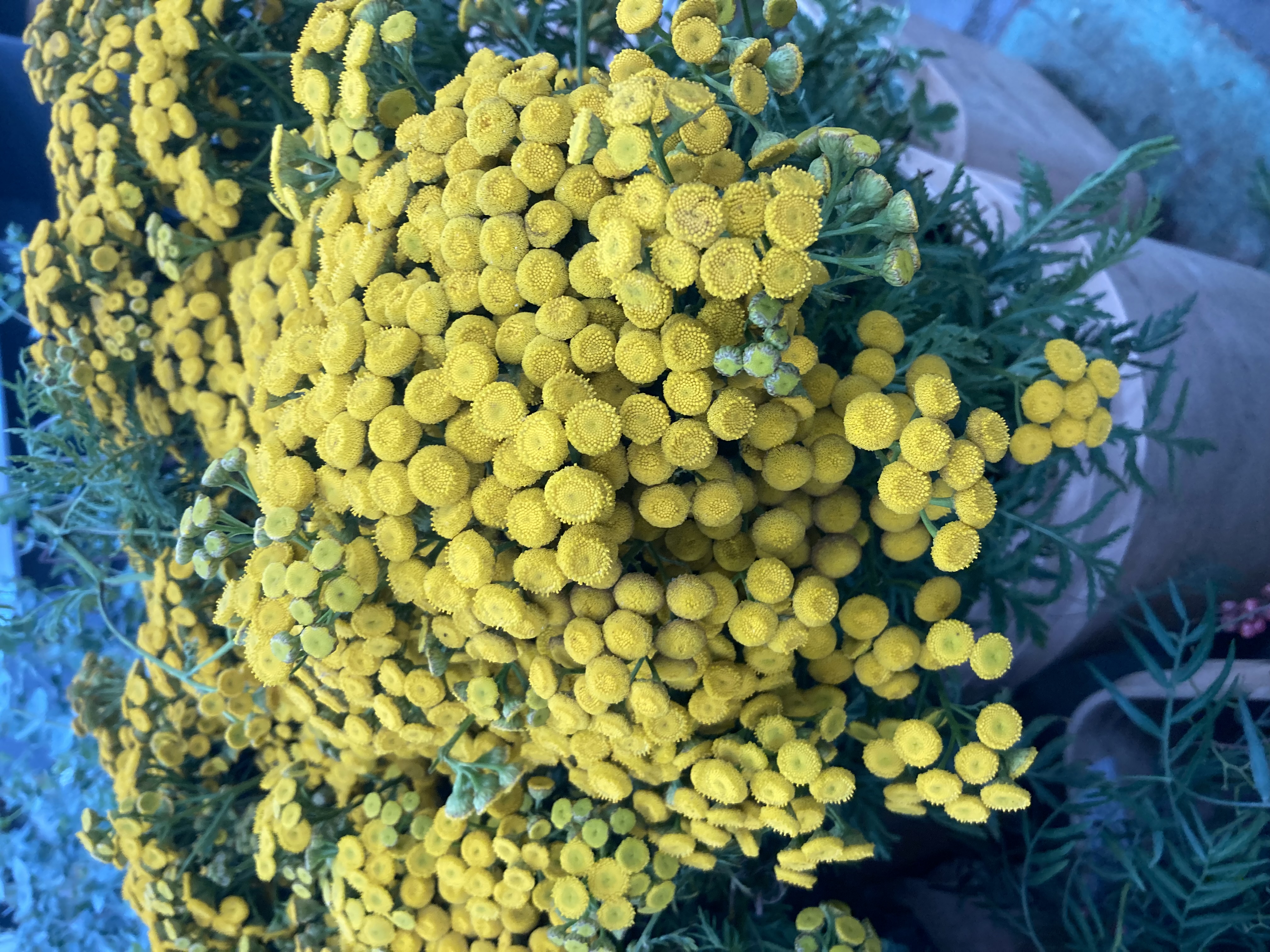 TANACETUM vulgare
