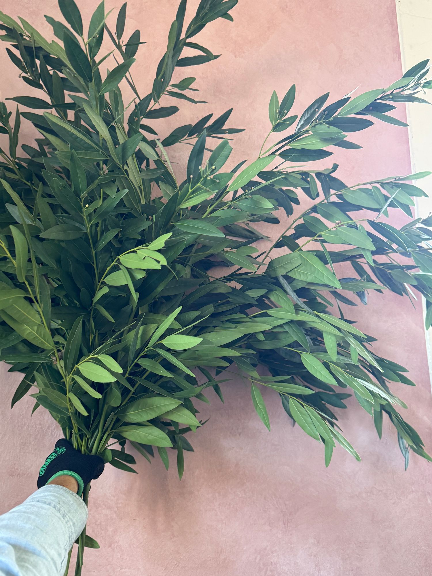 UMBELLULARIA californica