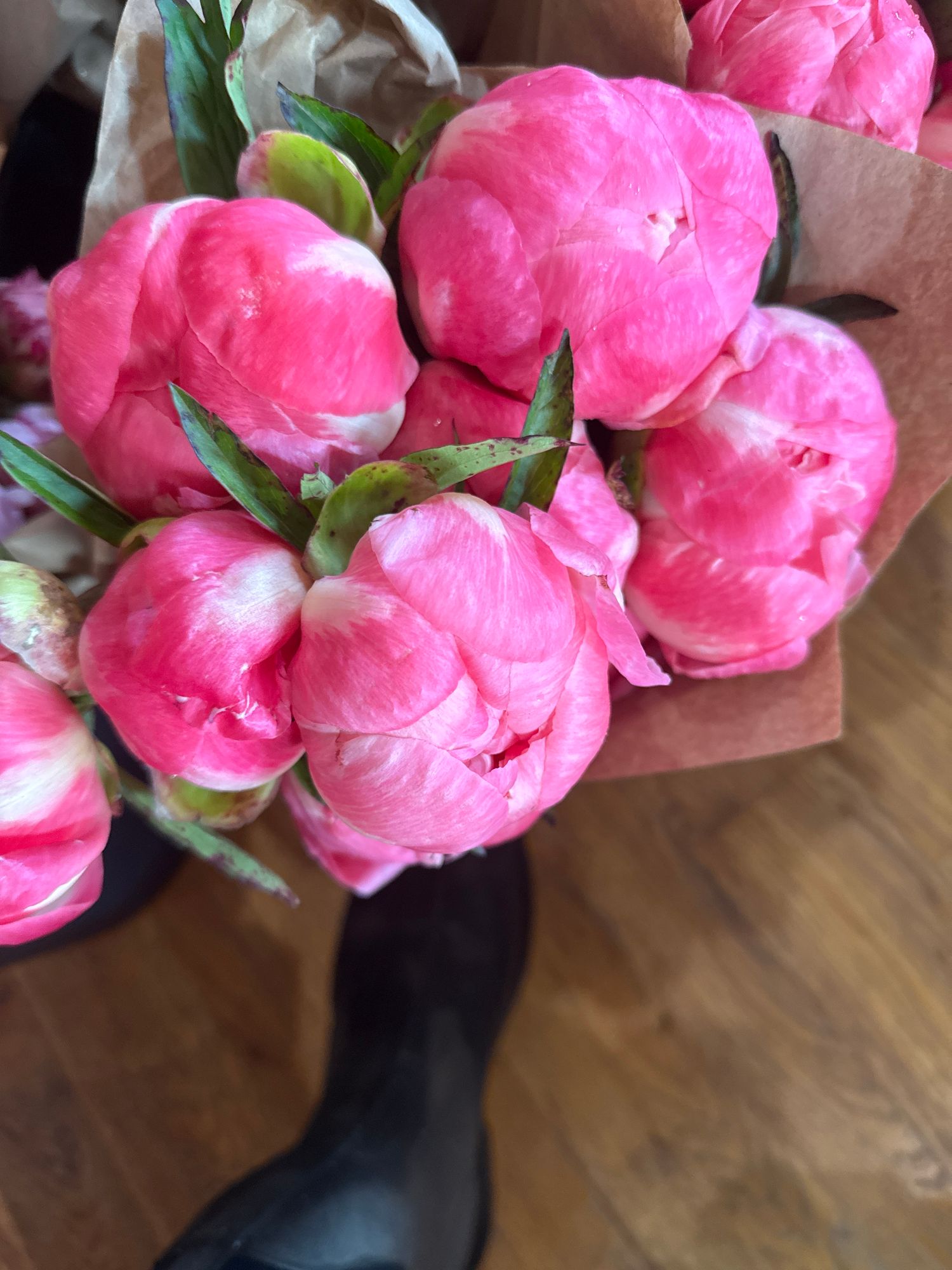 PAEONIA