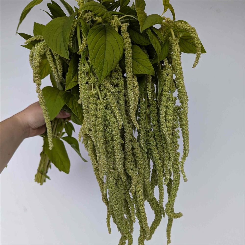 AMARANTHUS caudatus Emerald Tassles
