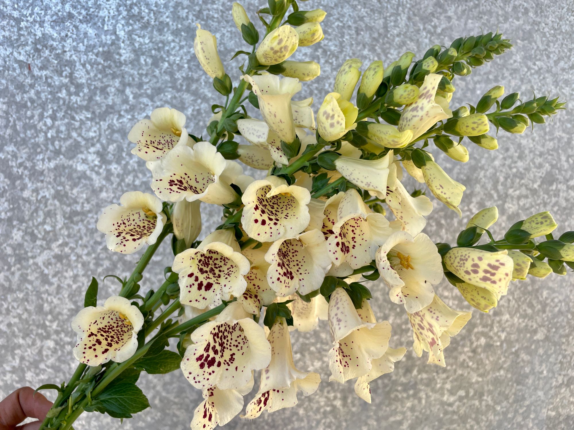 DIGITALIS purpurea Camelot