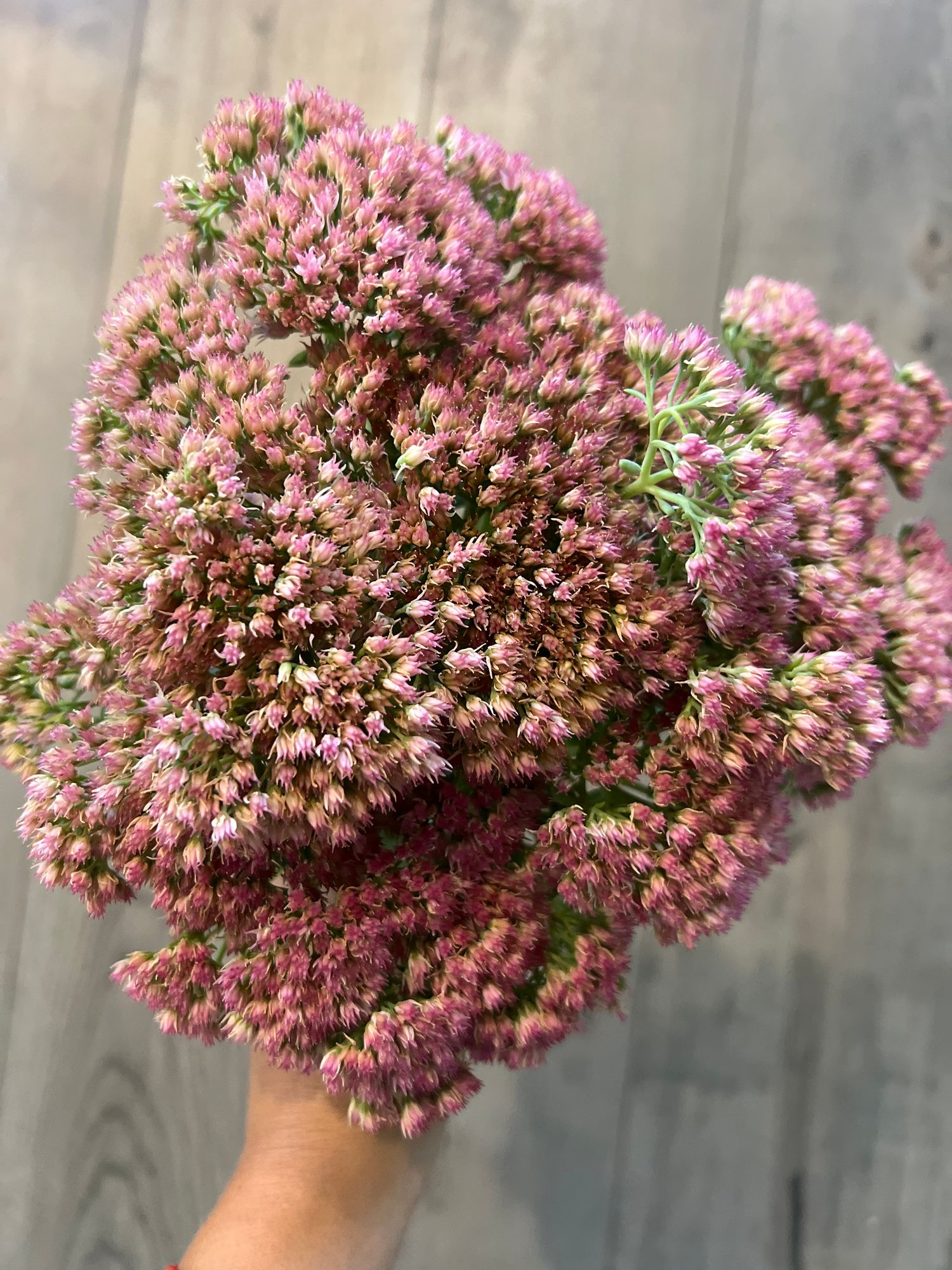 HYLOTELEPHIUM spectabile Autumn Joy