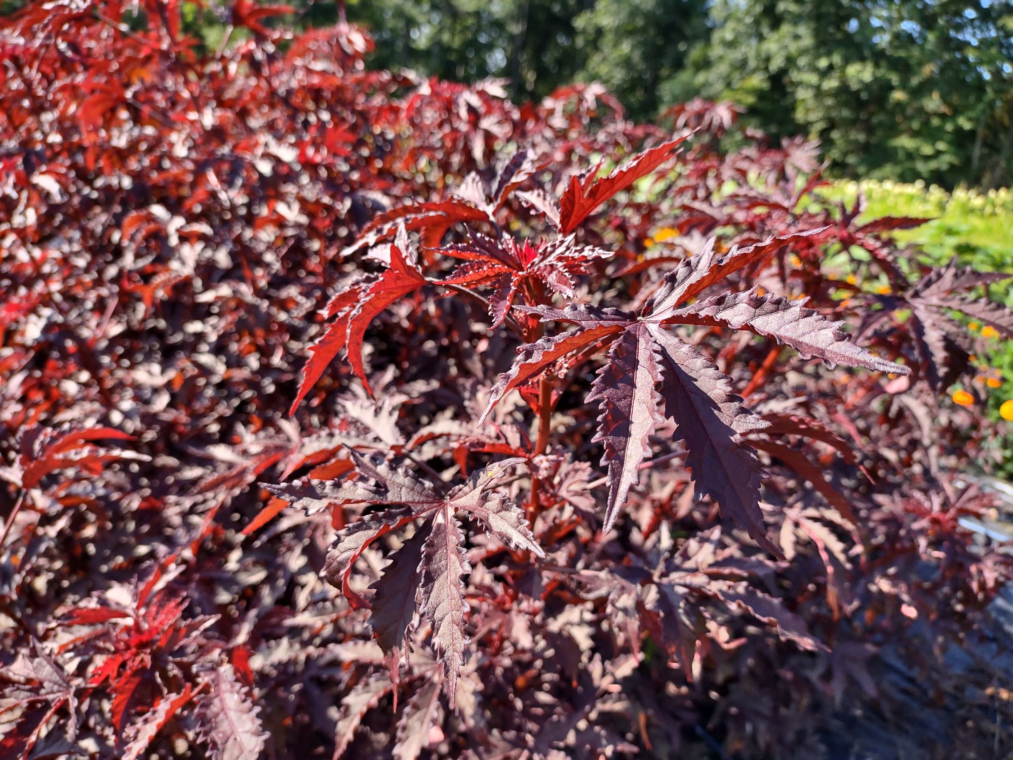 HIBISCUS acetosella