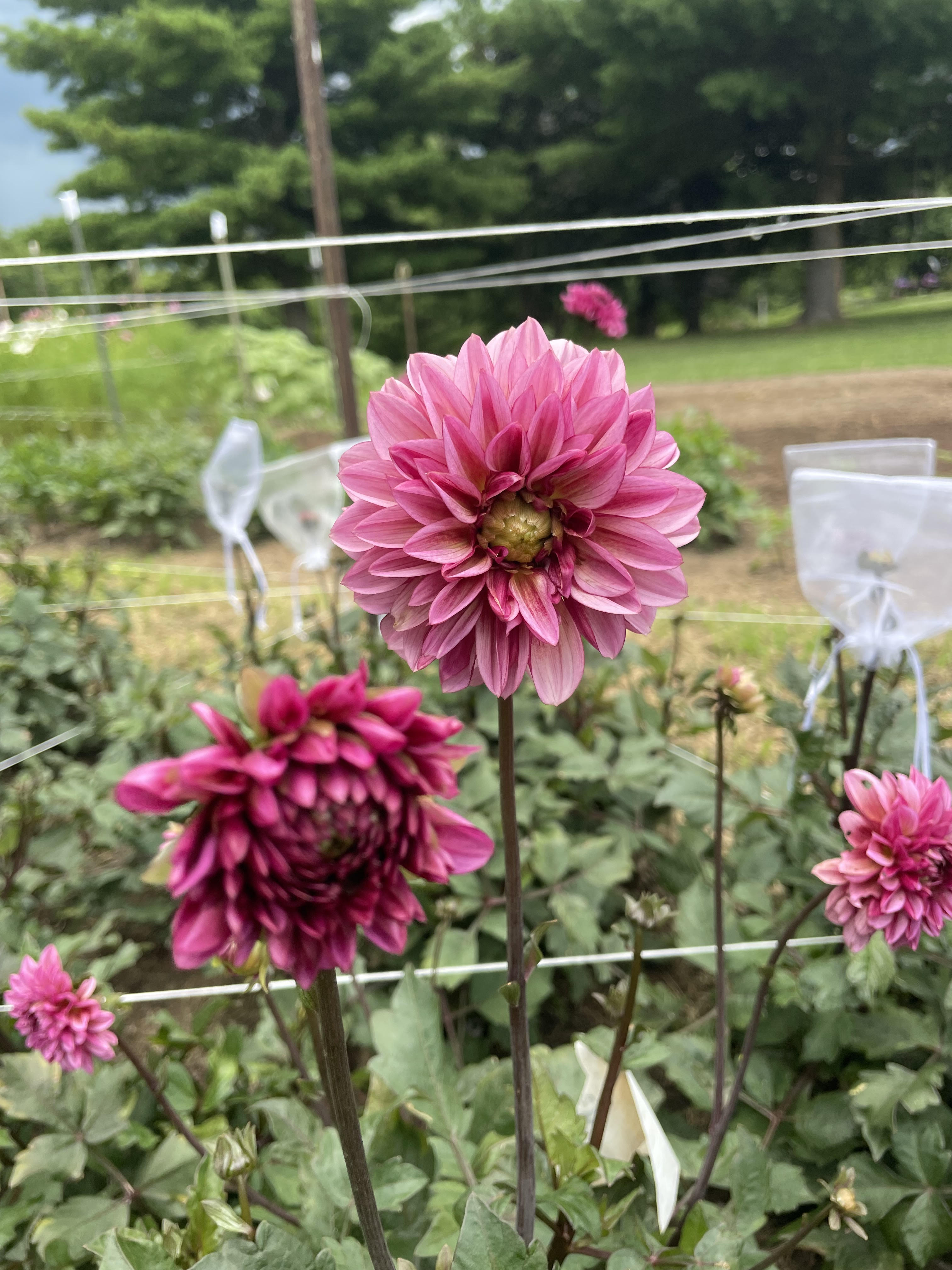 DAHLIA Seniors Hope
