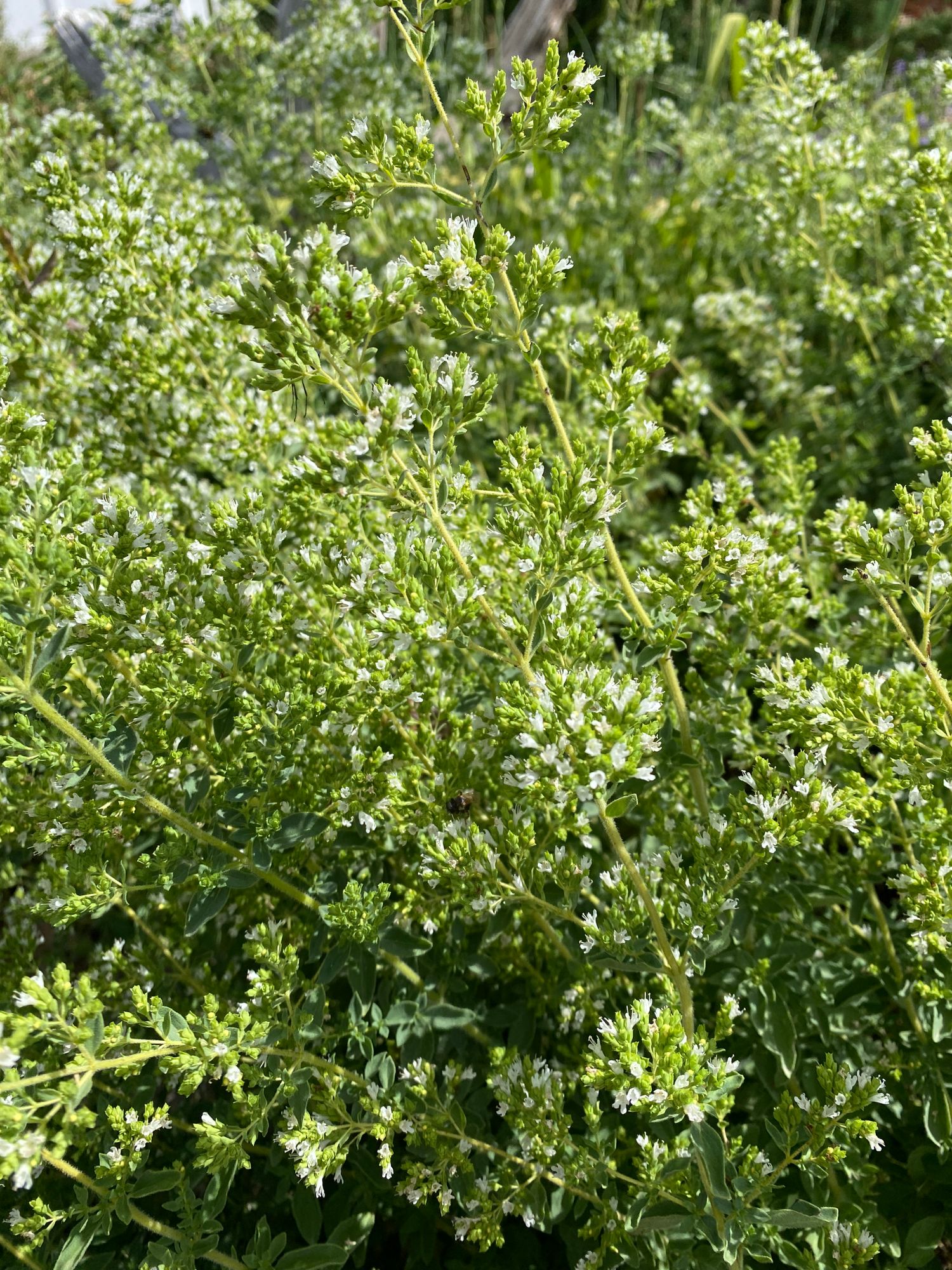 ORIGANUM vulgare ssp. hirtum