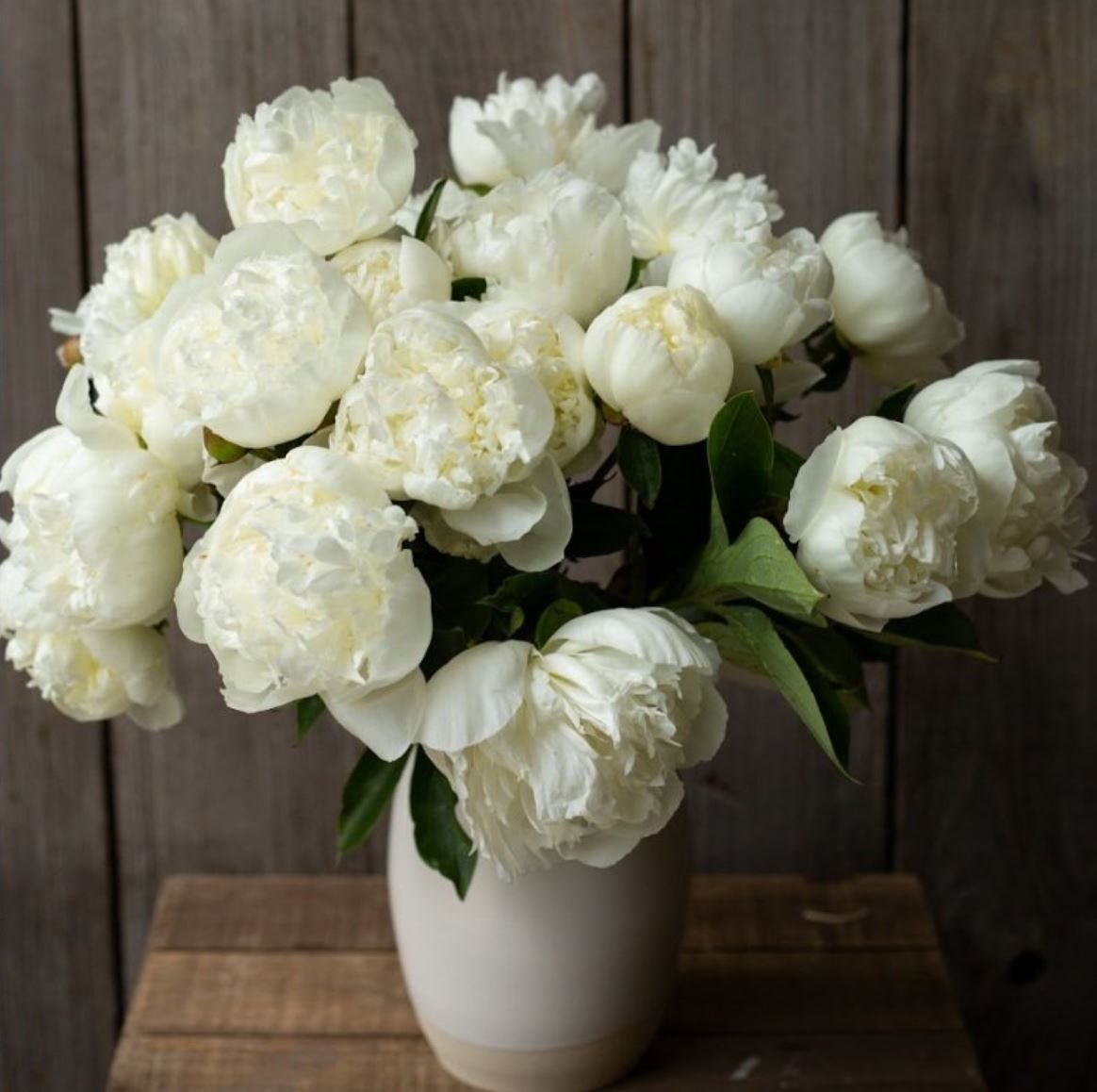 PAEONIA