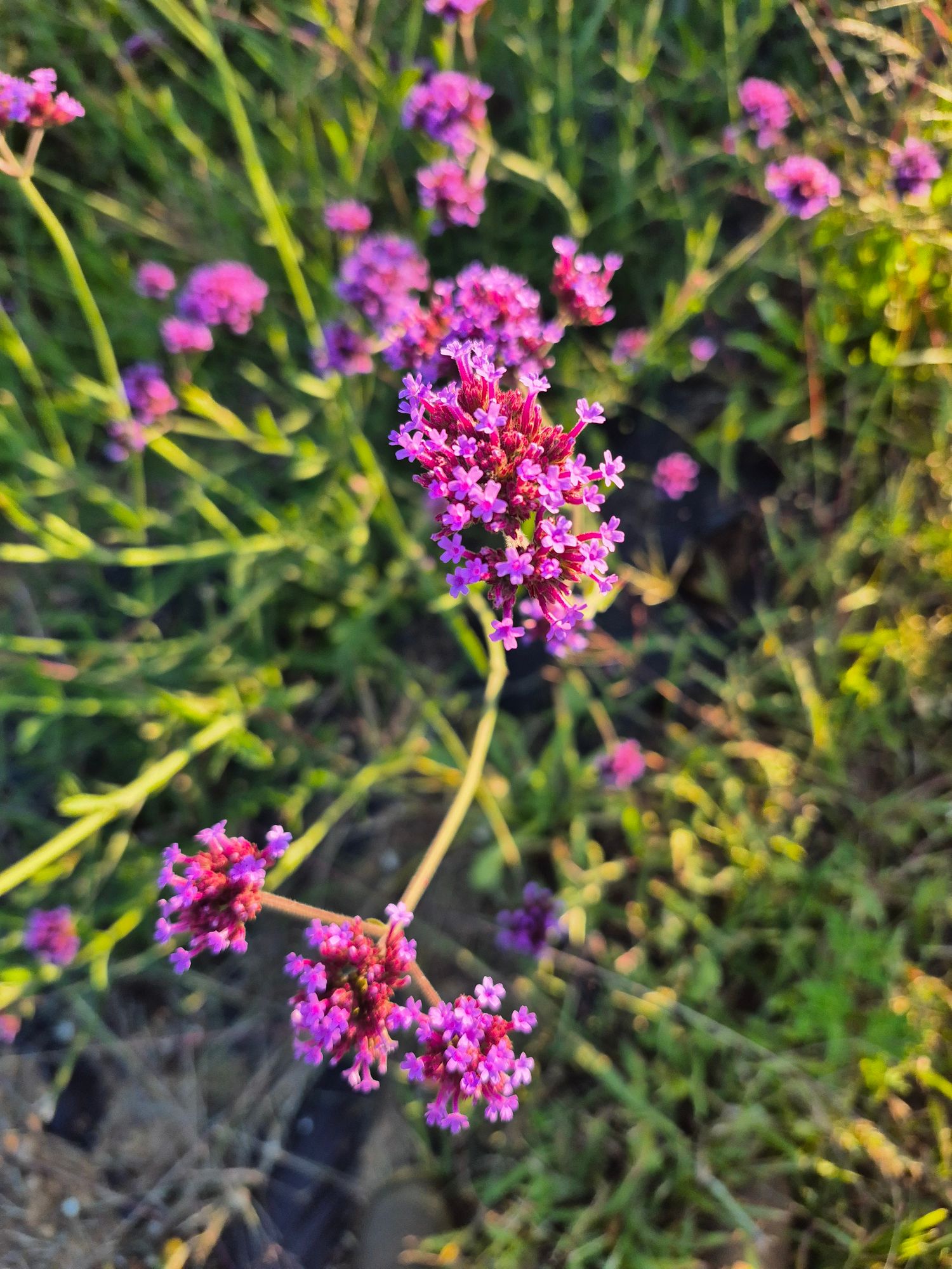 VERBENA bonariensis