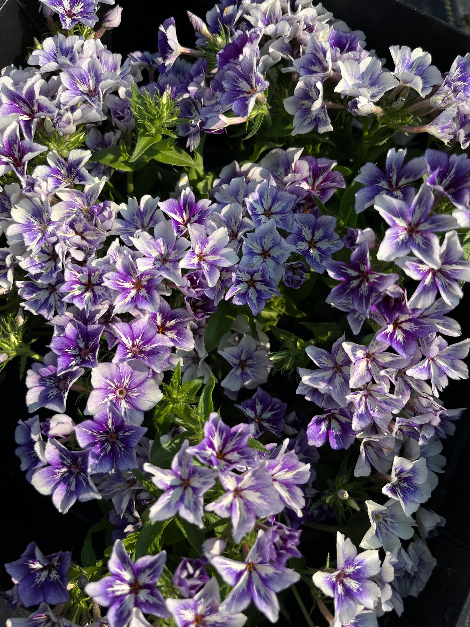 PHLOX drummondii Sugar Stars