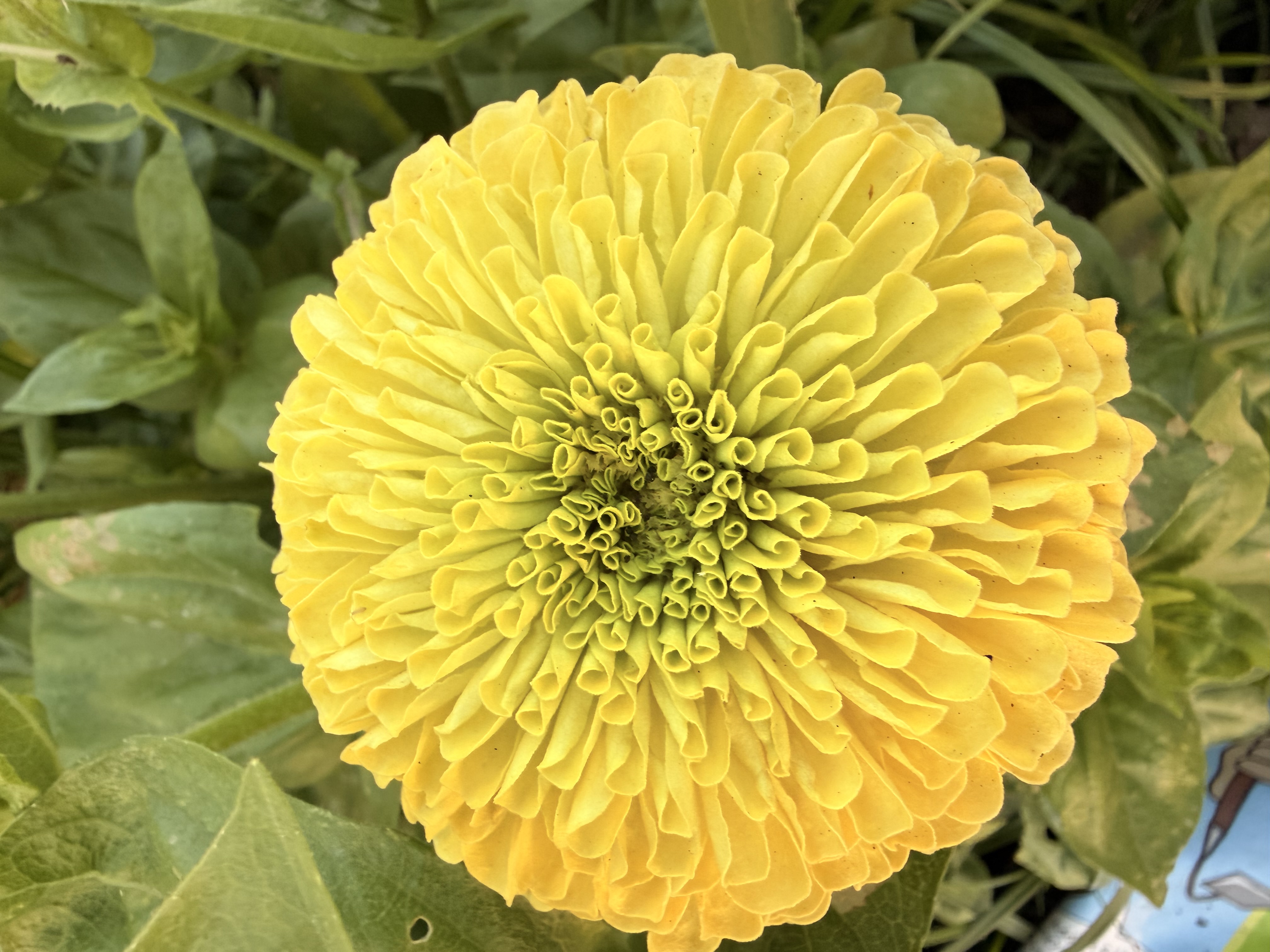 ZINNIA elegans Benary's Giant Wine