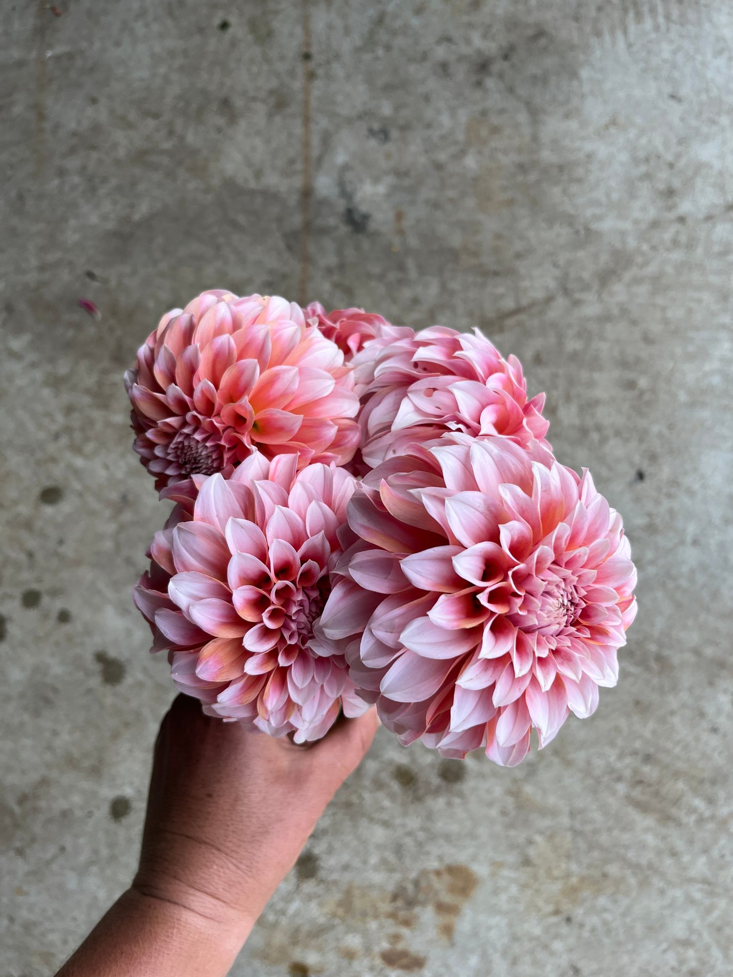 DAHLIA Peaches n Cream