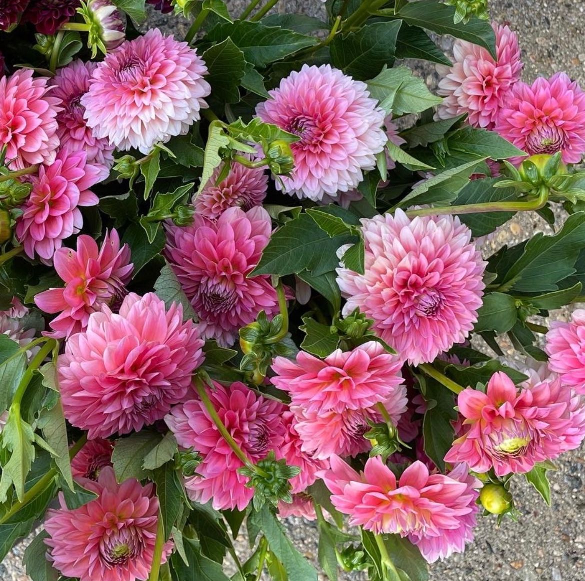 DAHLIA Pink Runner