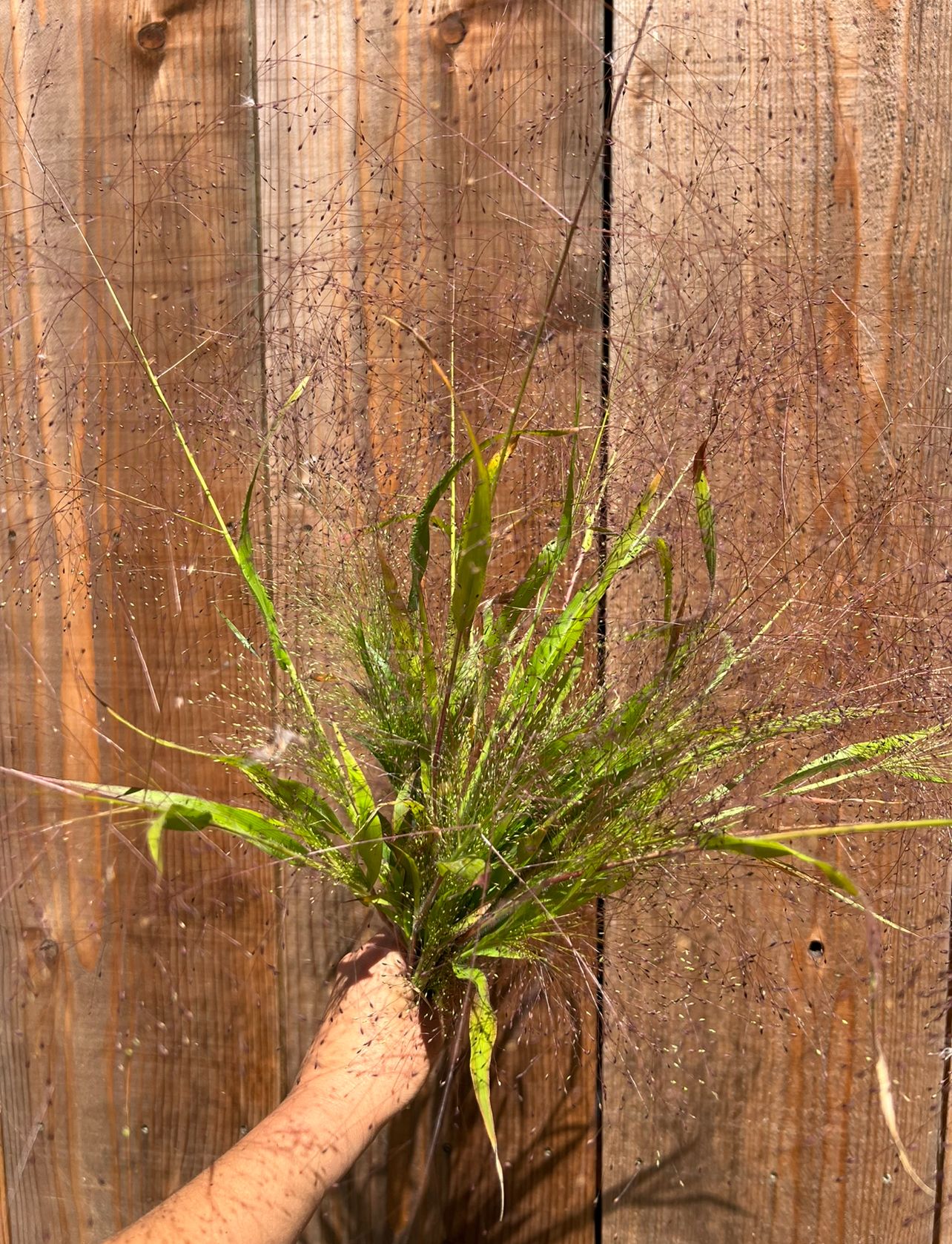 PANICUM elegans