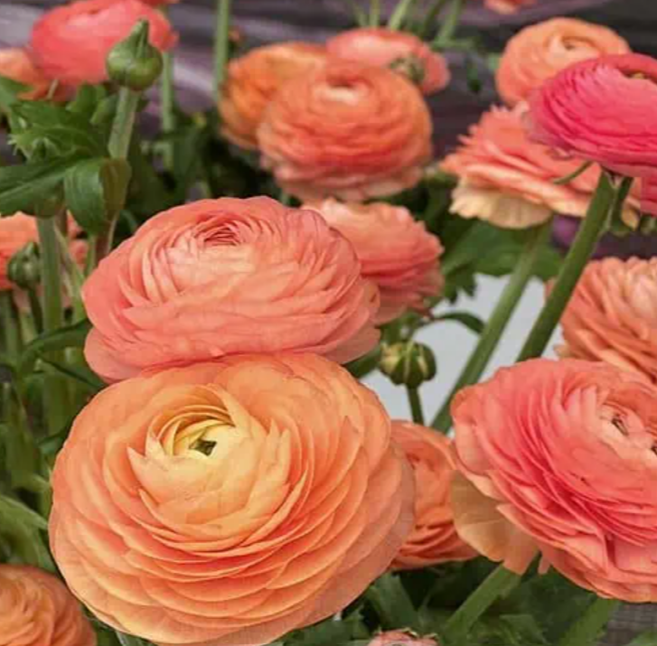 RANUNCULUS Elegance Salmon