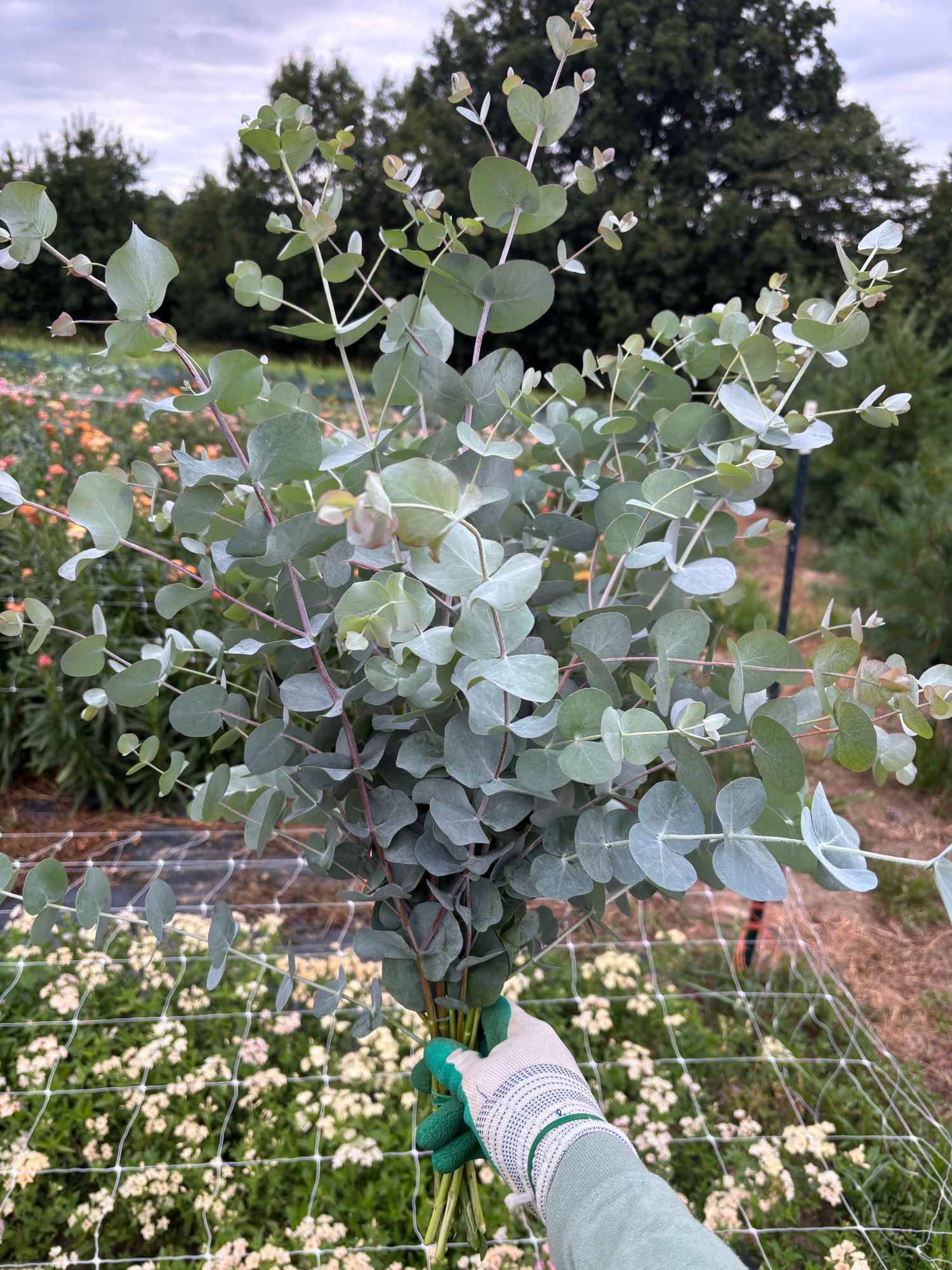 EUCALYPTUS gunnii Silver Drop
