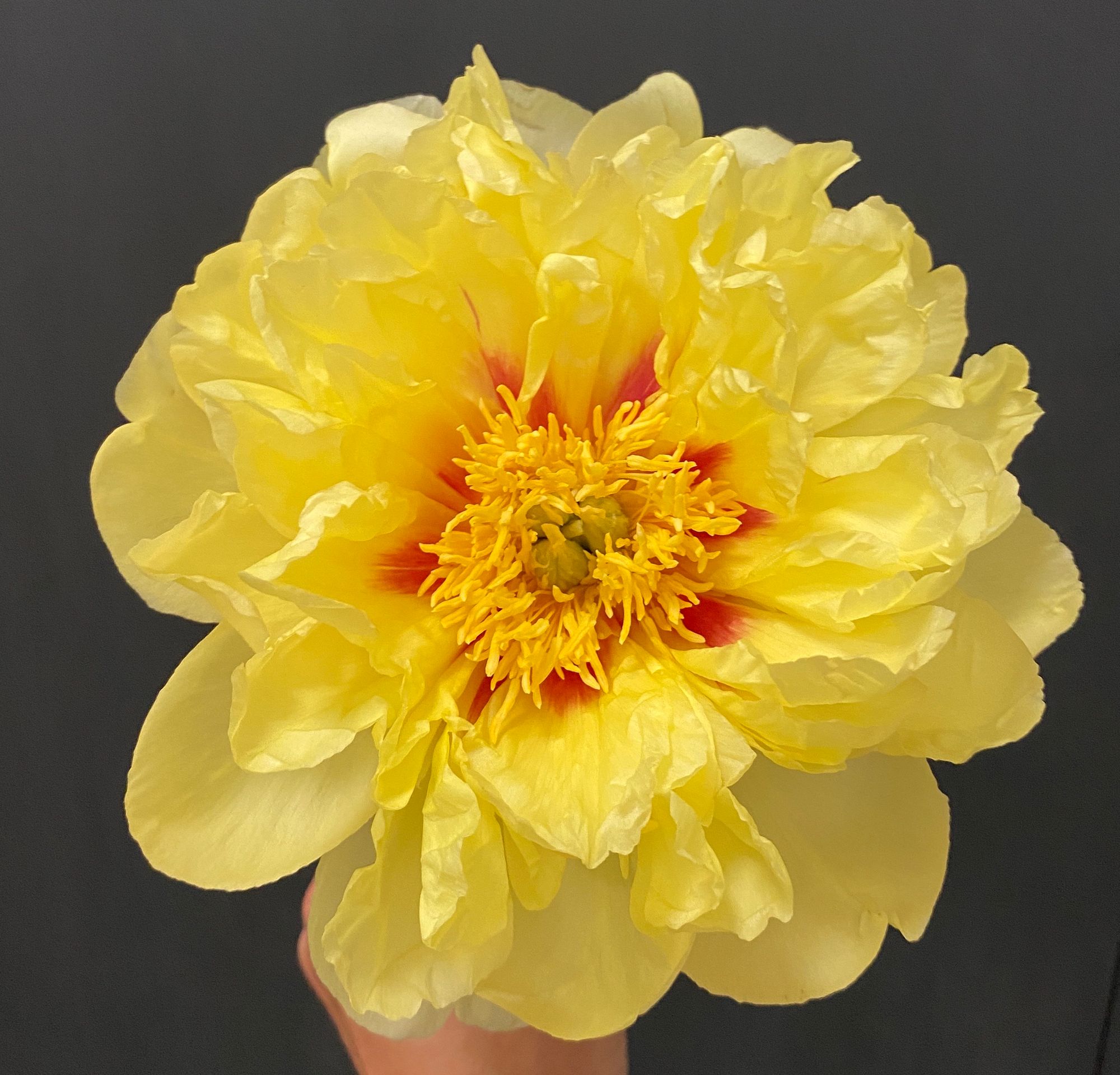 PAEONIA Intersectional Bartzella Itoh