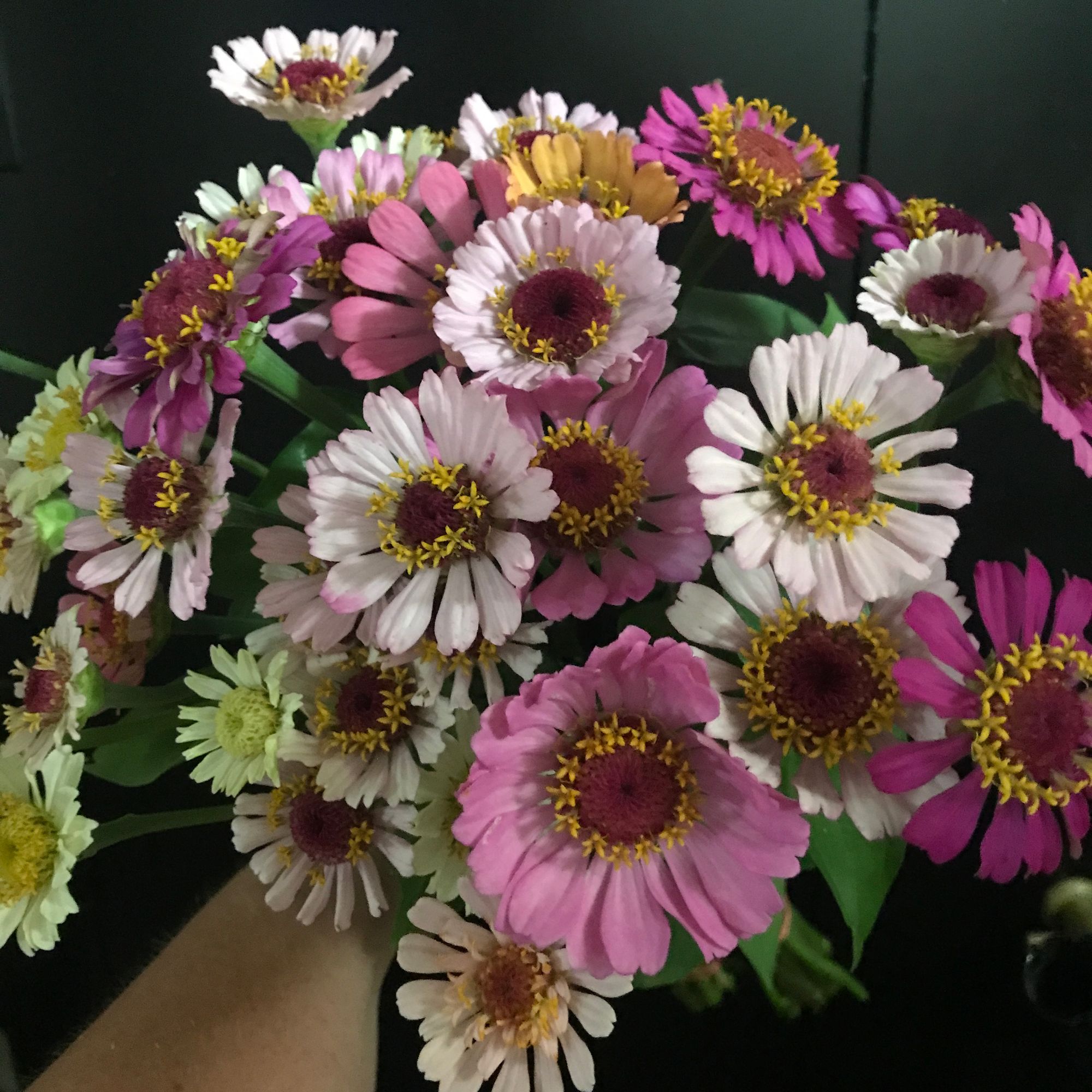 ZINNIA elegans Pumila