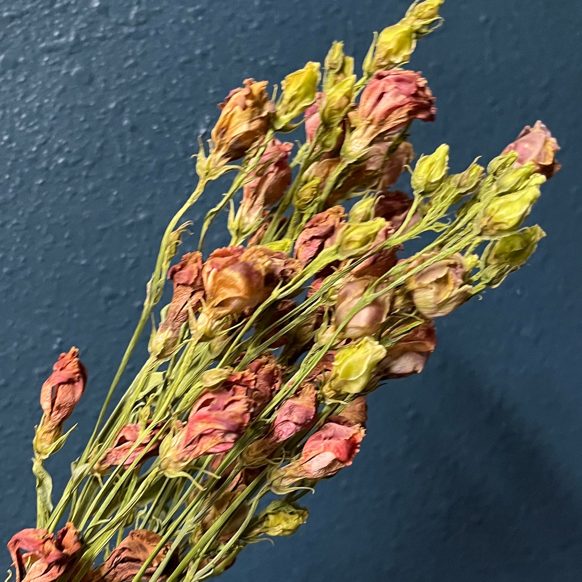 EUSTOMA grandiflorum Puccino Chocolate