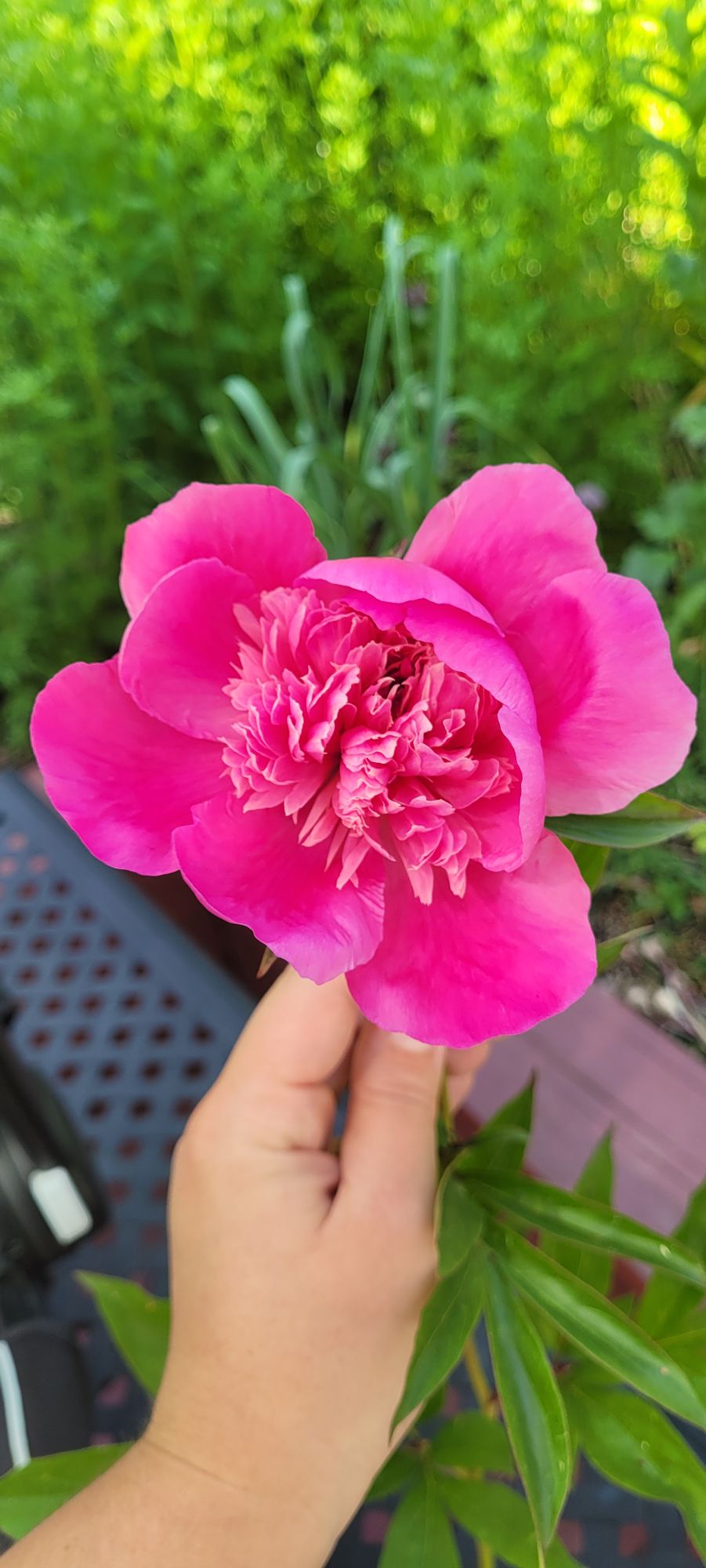 PAEONIA lactiflora Sorbet
