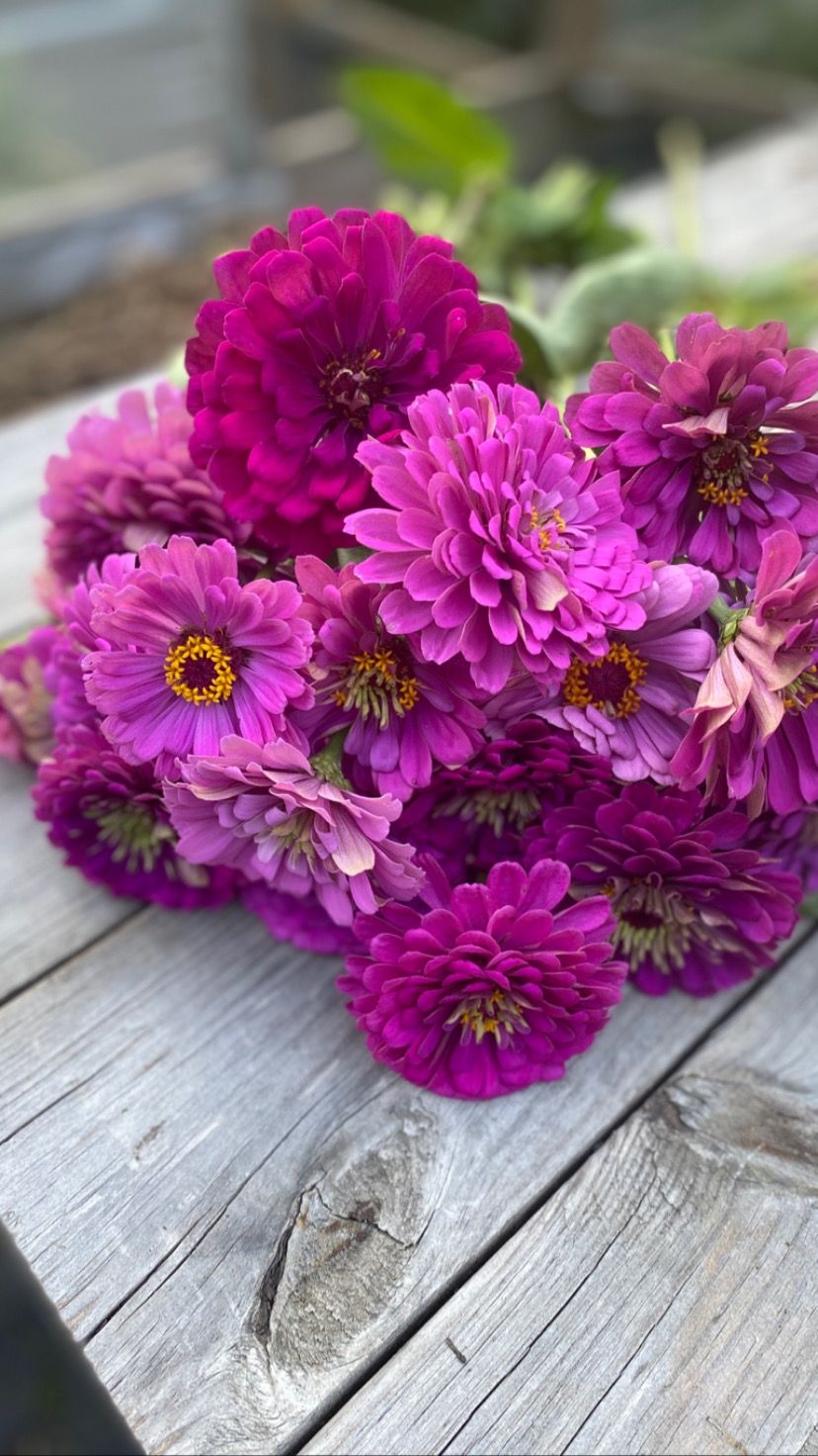 ZINNIA elegans Benarys Giant