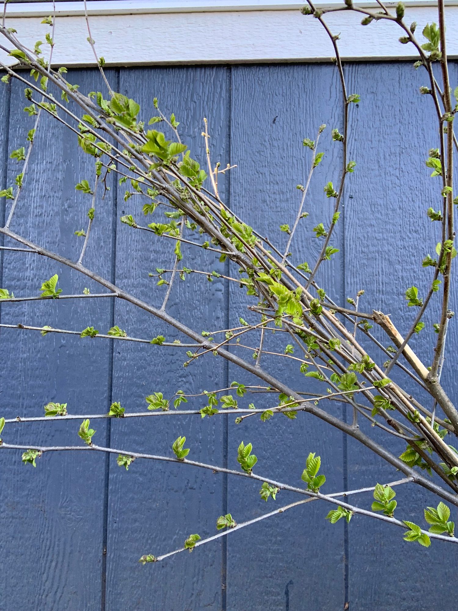ULMUS parvifolia