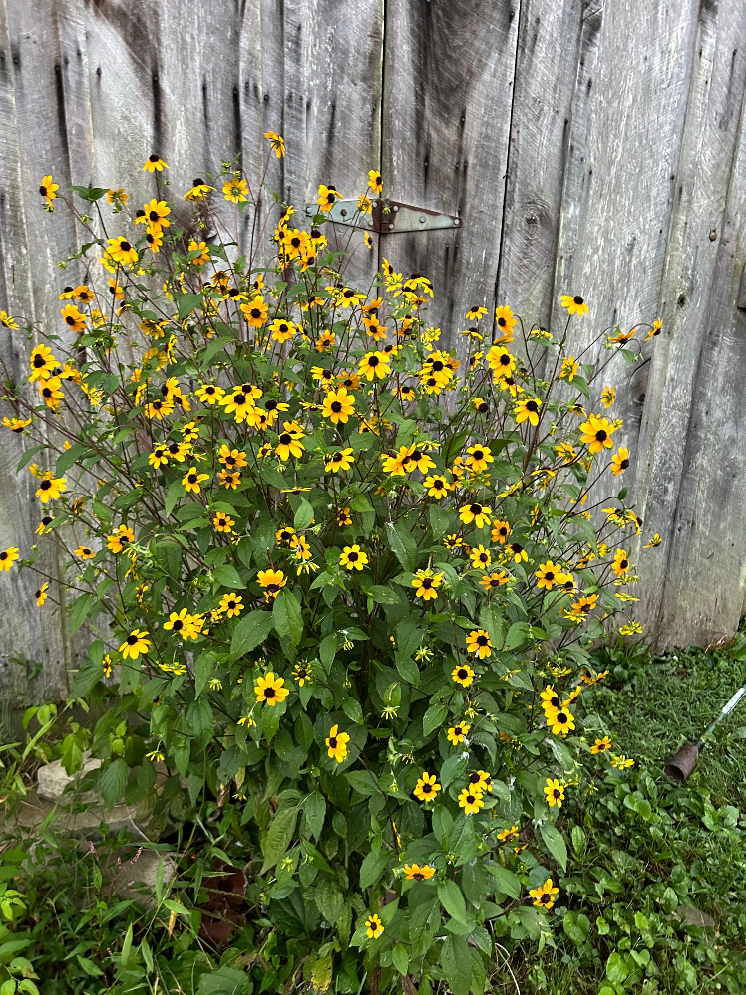 RUDBECKIA hirta