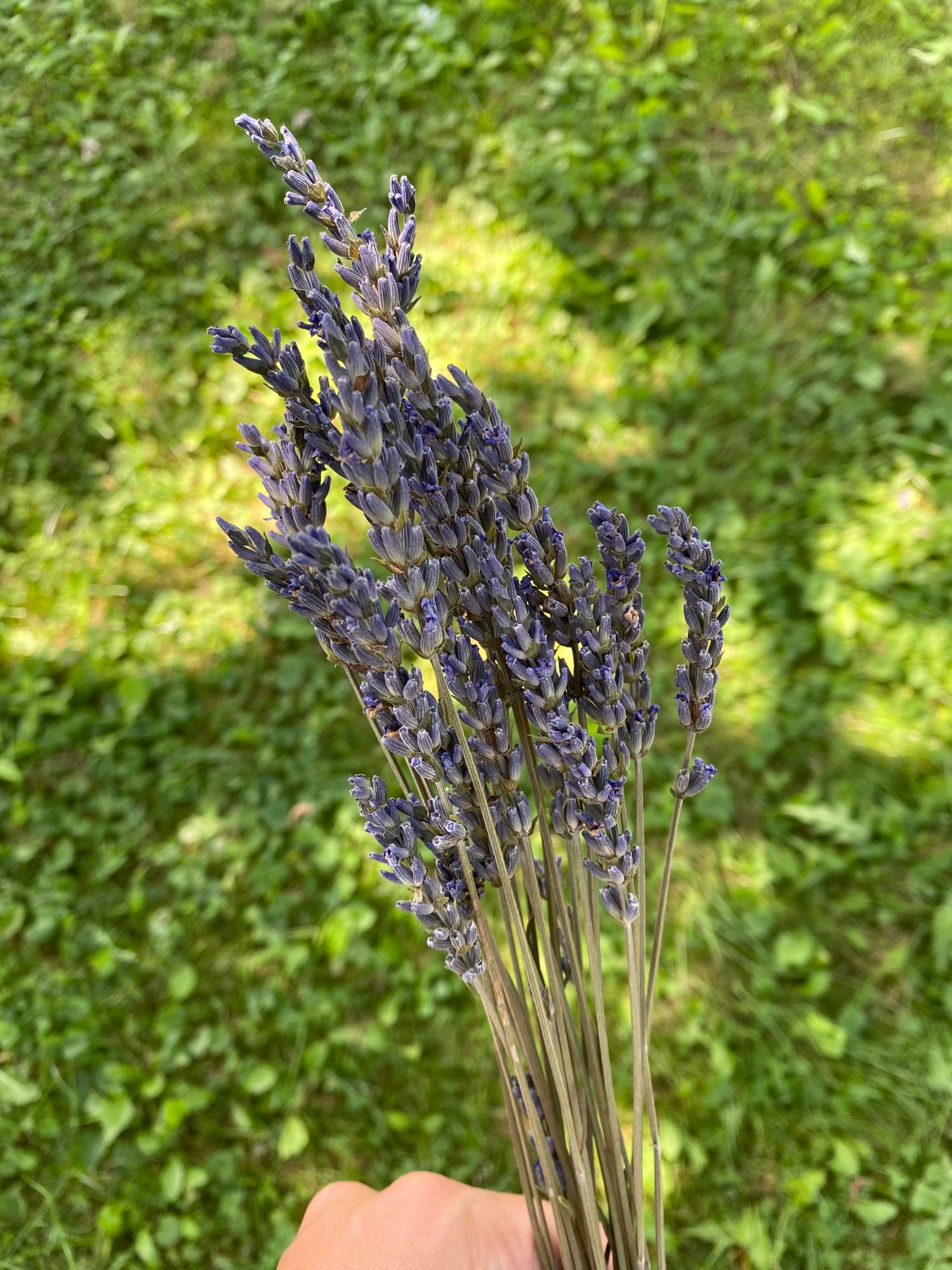 LAVANDULA