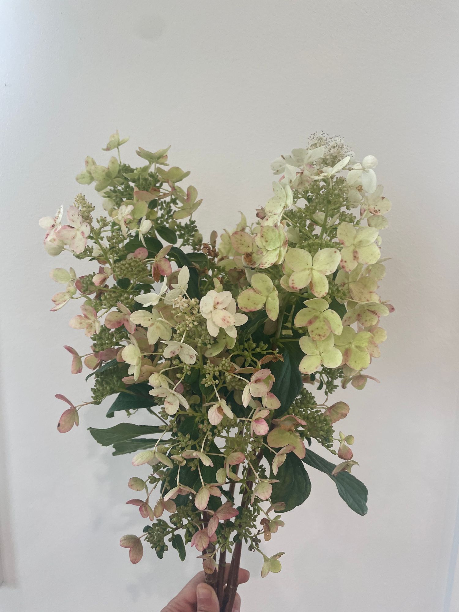 HYDRANGEA paniculata Pink Diamond