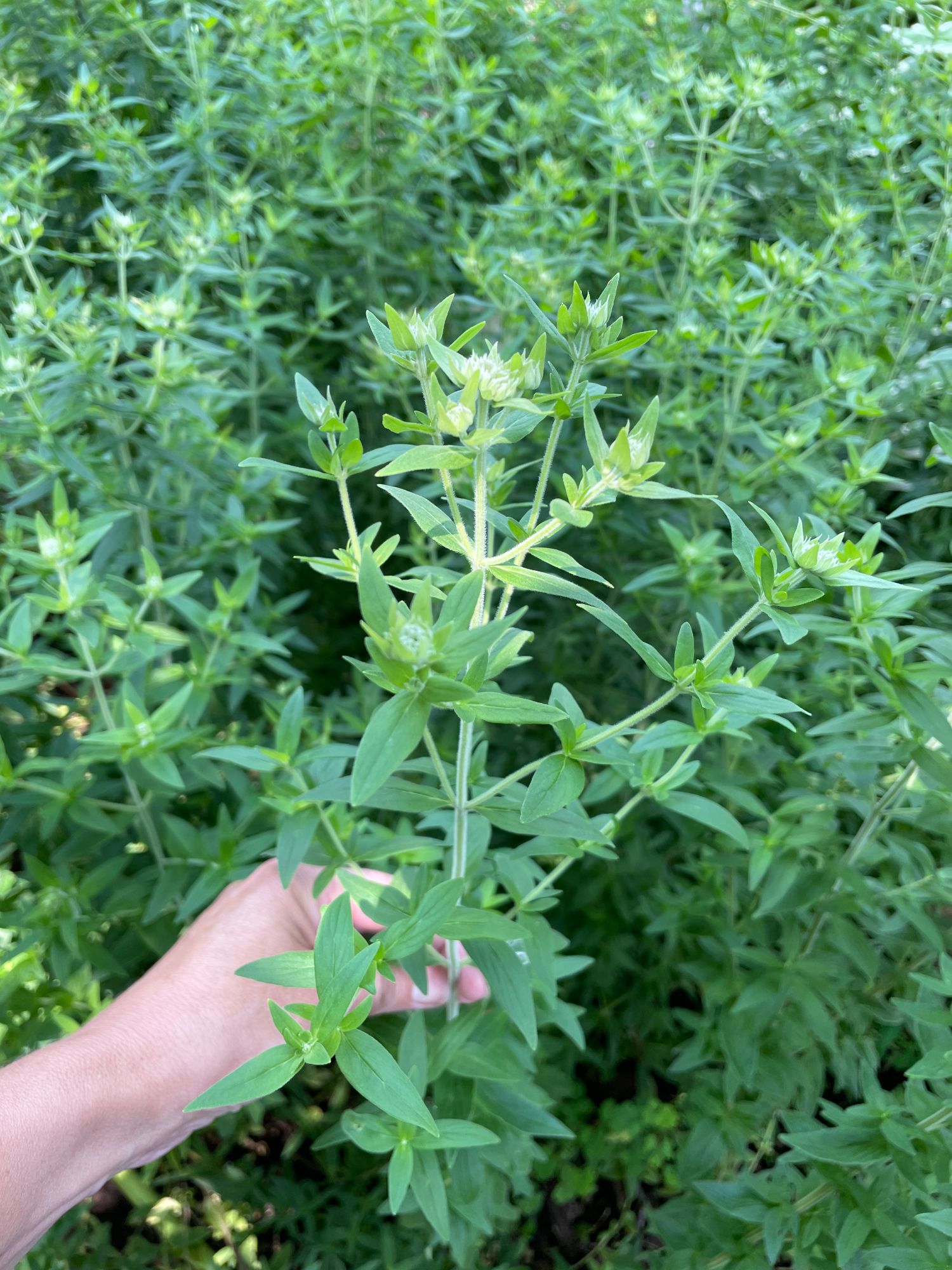 PYCNANTHEMUM tenuifolium