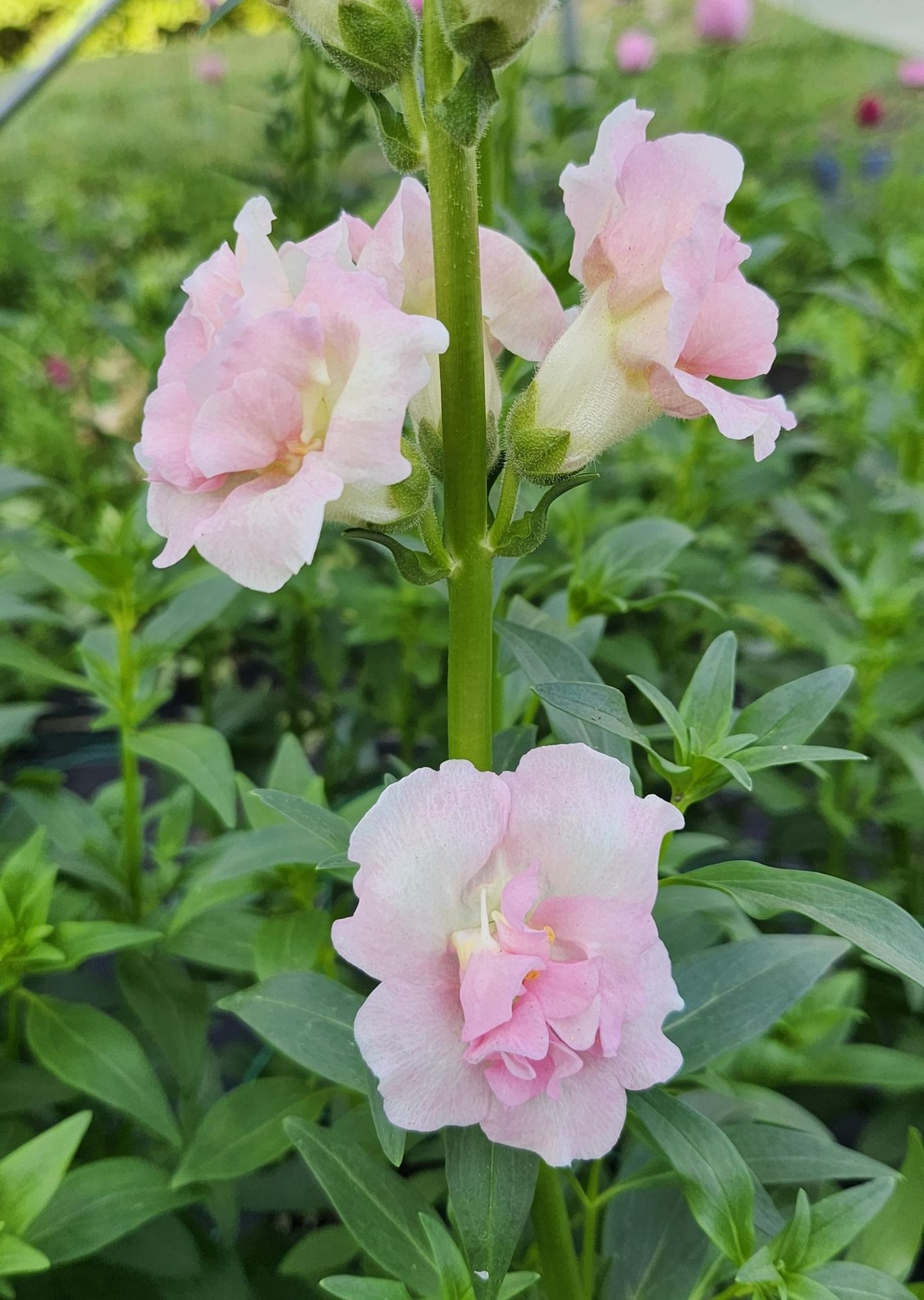 ANTIRRHINUM majus Double Frappe Light Pink II