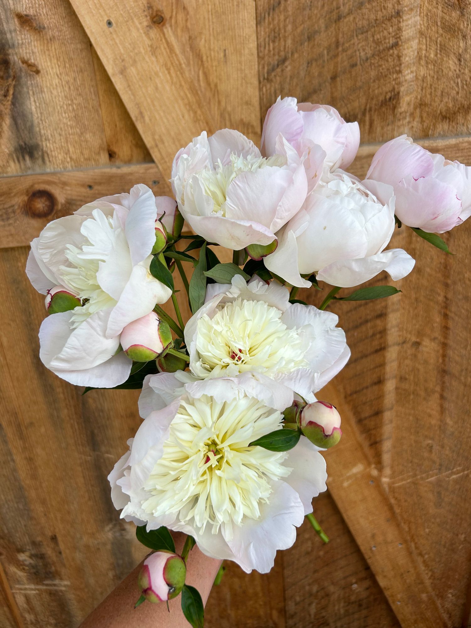 PAEONIA