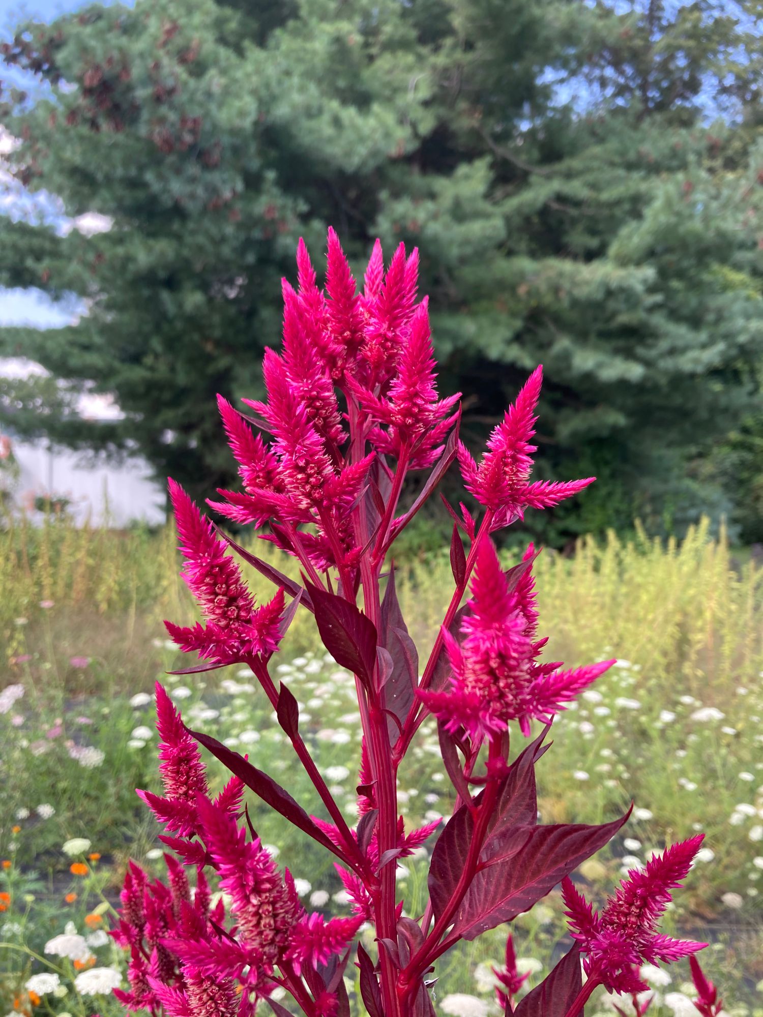 CELOSIA argentea var. plumosa Sunday Wine Red