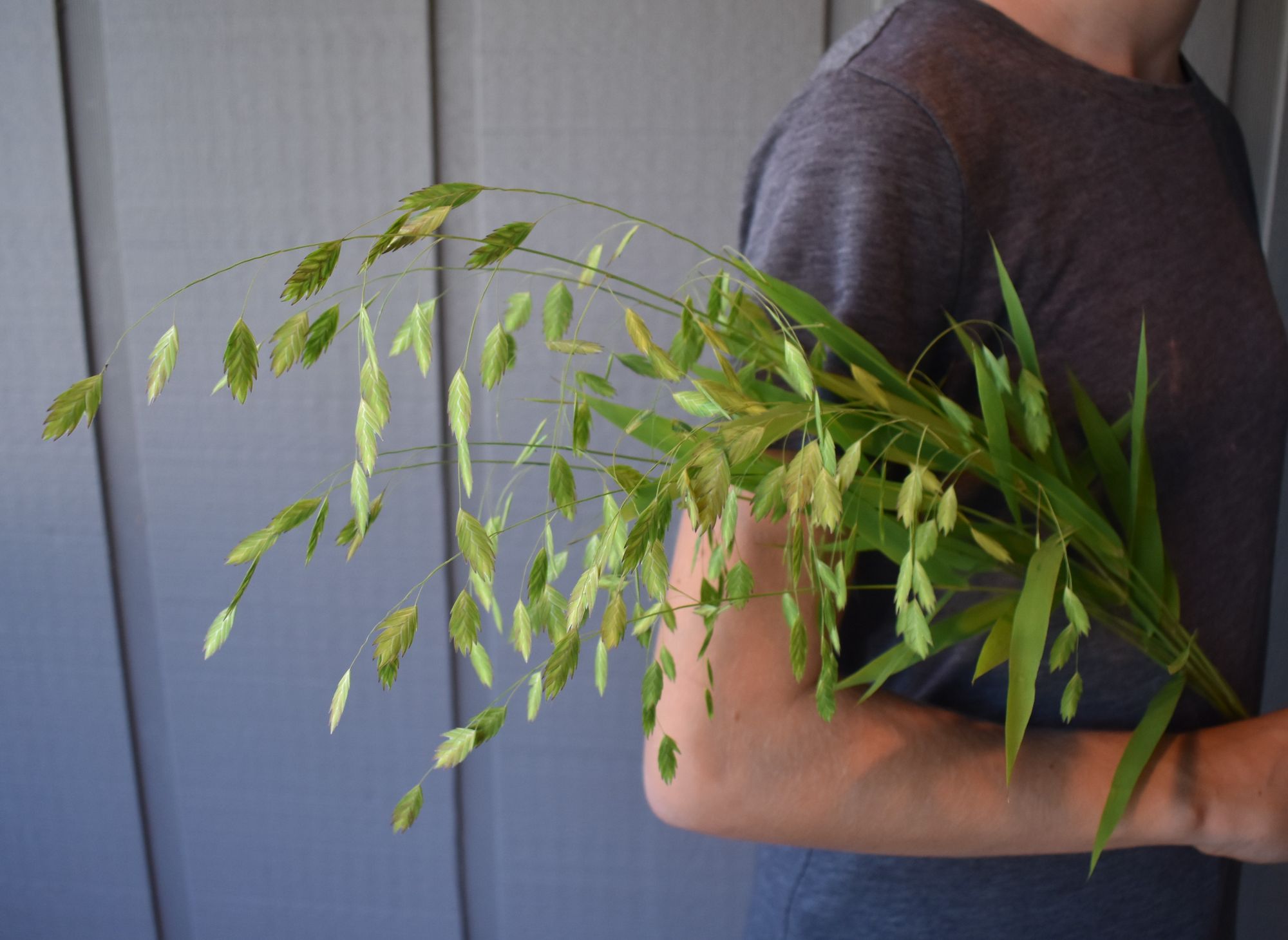 CHASMANTHIUM latifolium