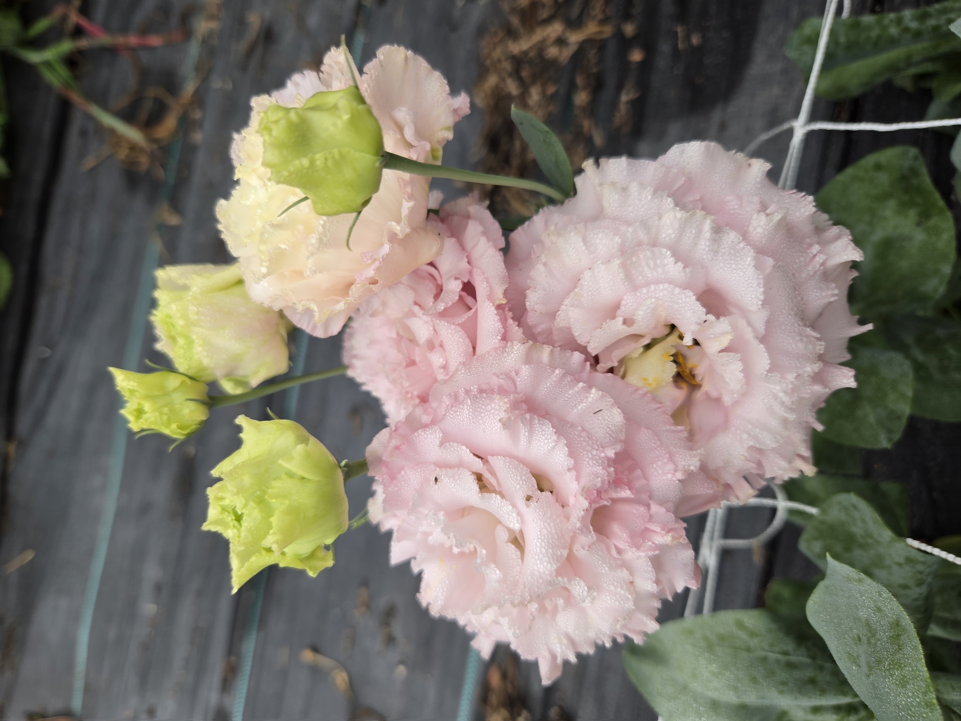 EUSTOMA grandiflorum Voyage Pink