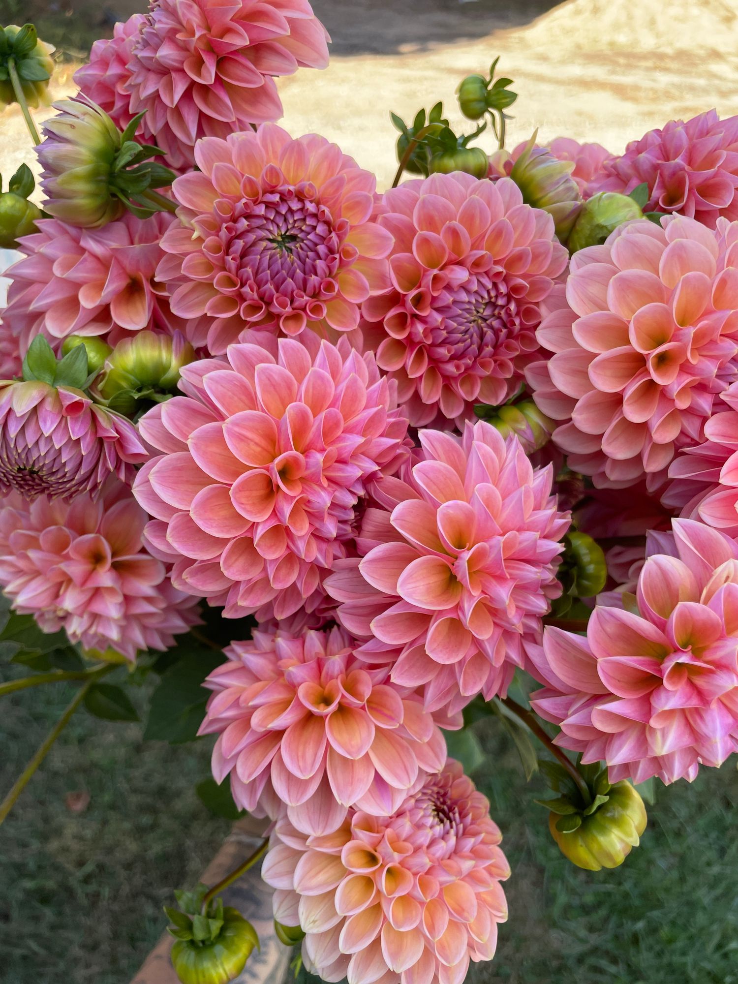 DAHLIA Lindas Baby