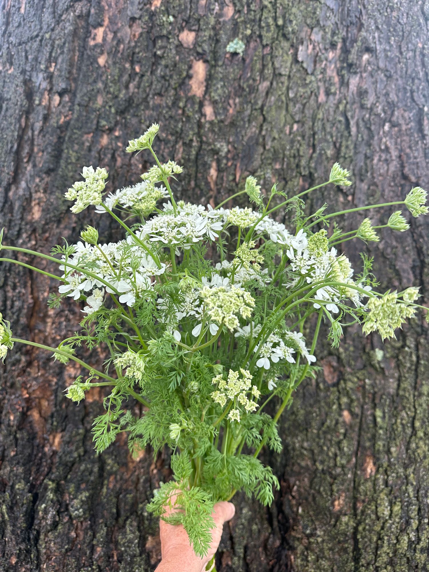 ORLAYA grandiflora