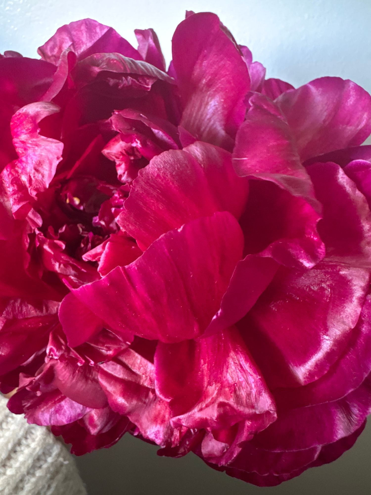 PAEONIA