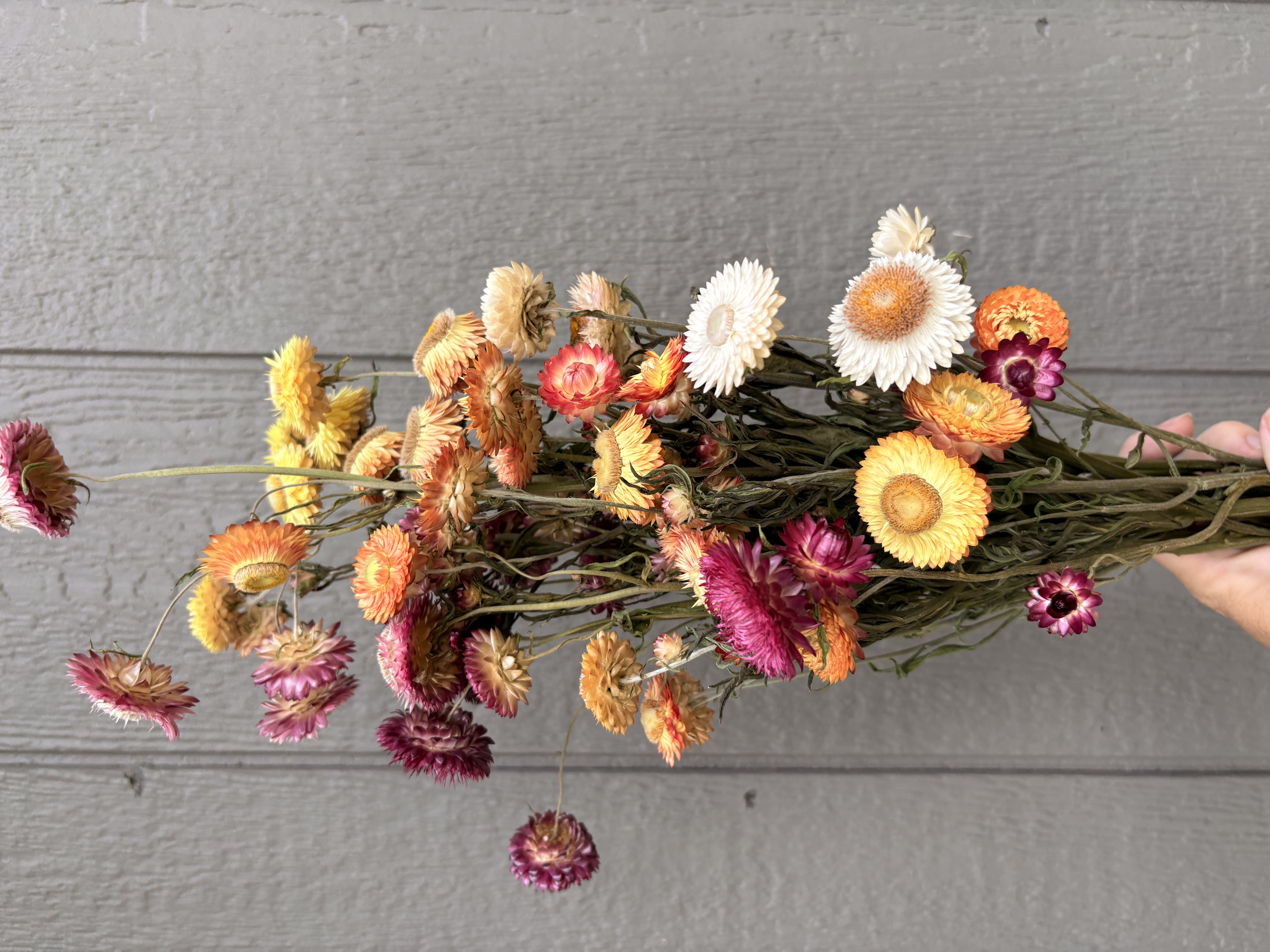 XEROCHRYSUM bracteatum