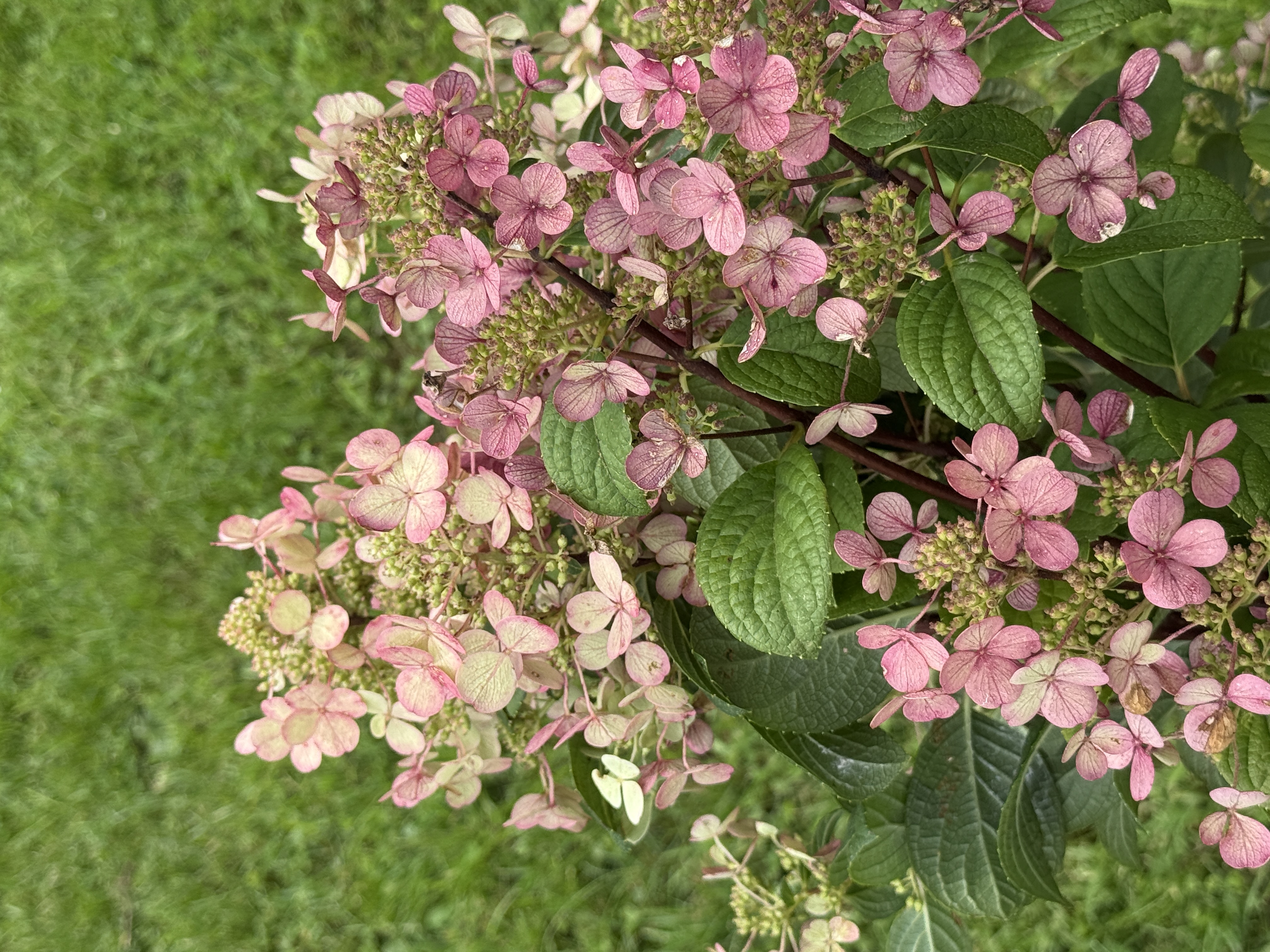 HYDRANGEA paniculata Firelight
