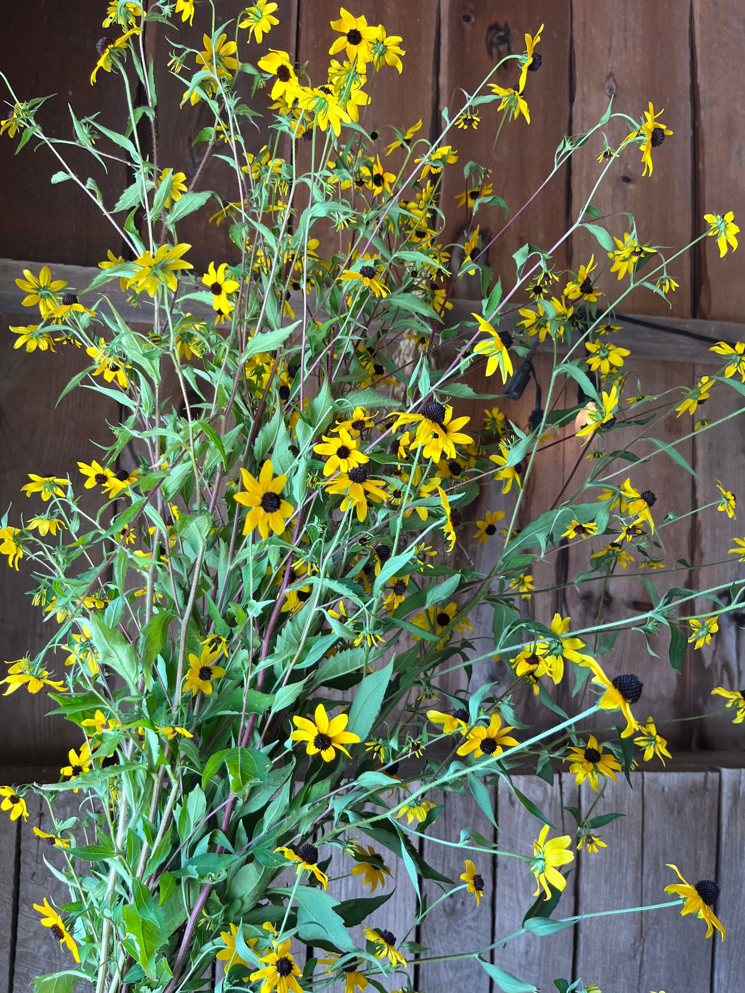 RUDBECKIA triloba