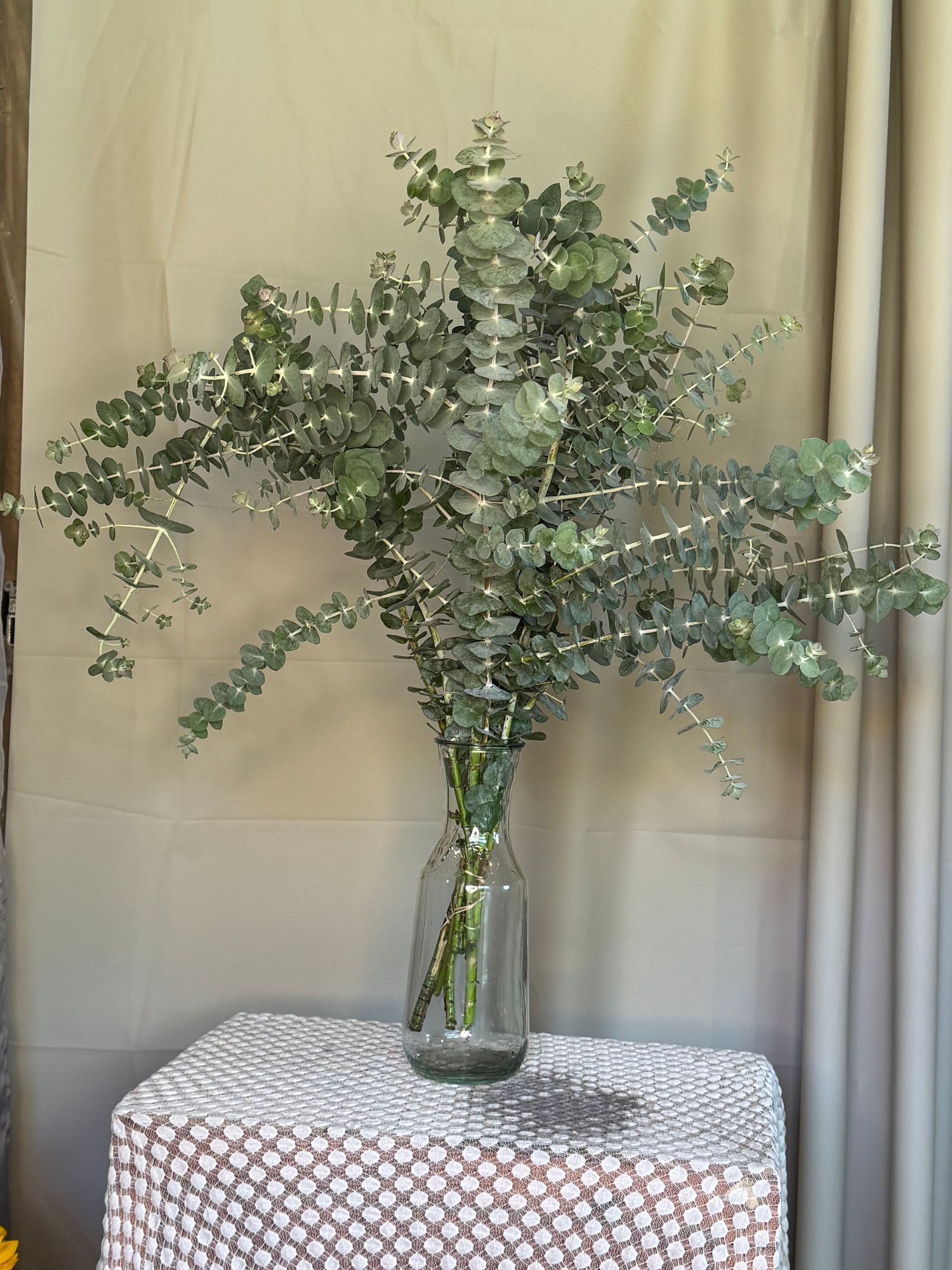 EUCALYPTUS