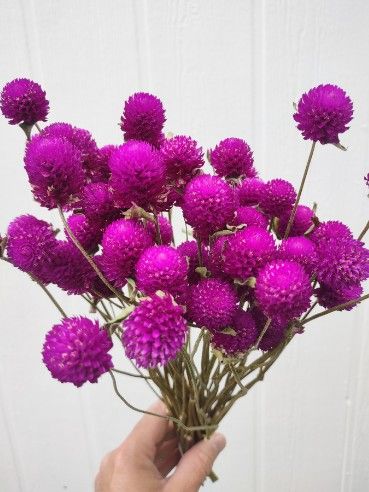 GOMPHRENA globosa