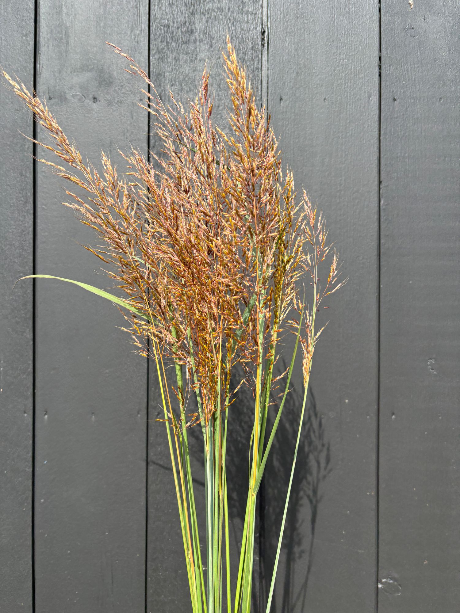 ORNAMENTAL GRASS