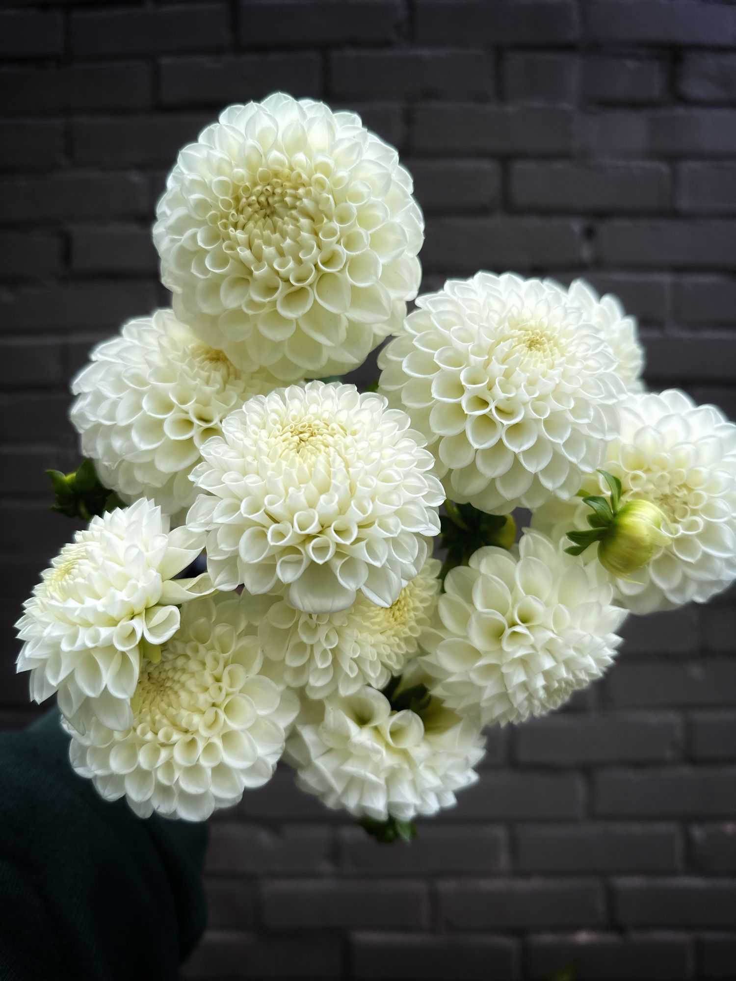 DAHLIA Ryecroft Jan