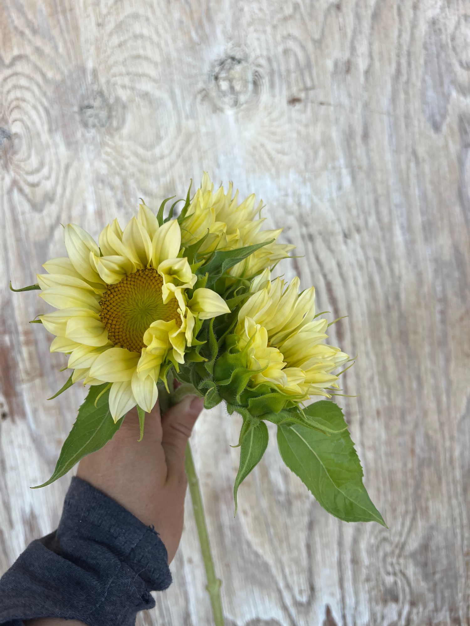 HELIANTHUS annuus ProCut White Lite