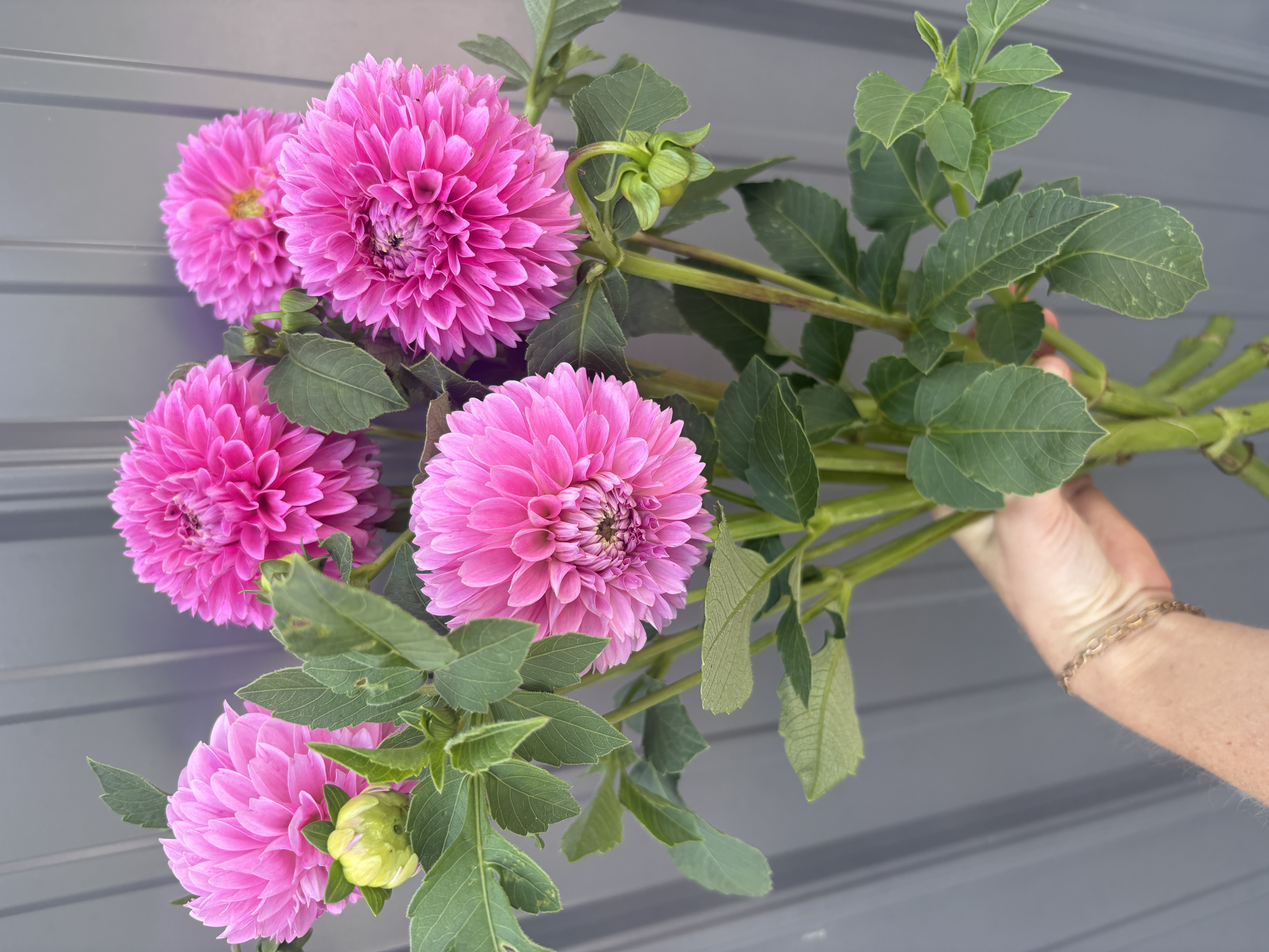 DAHLIA Isabel