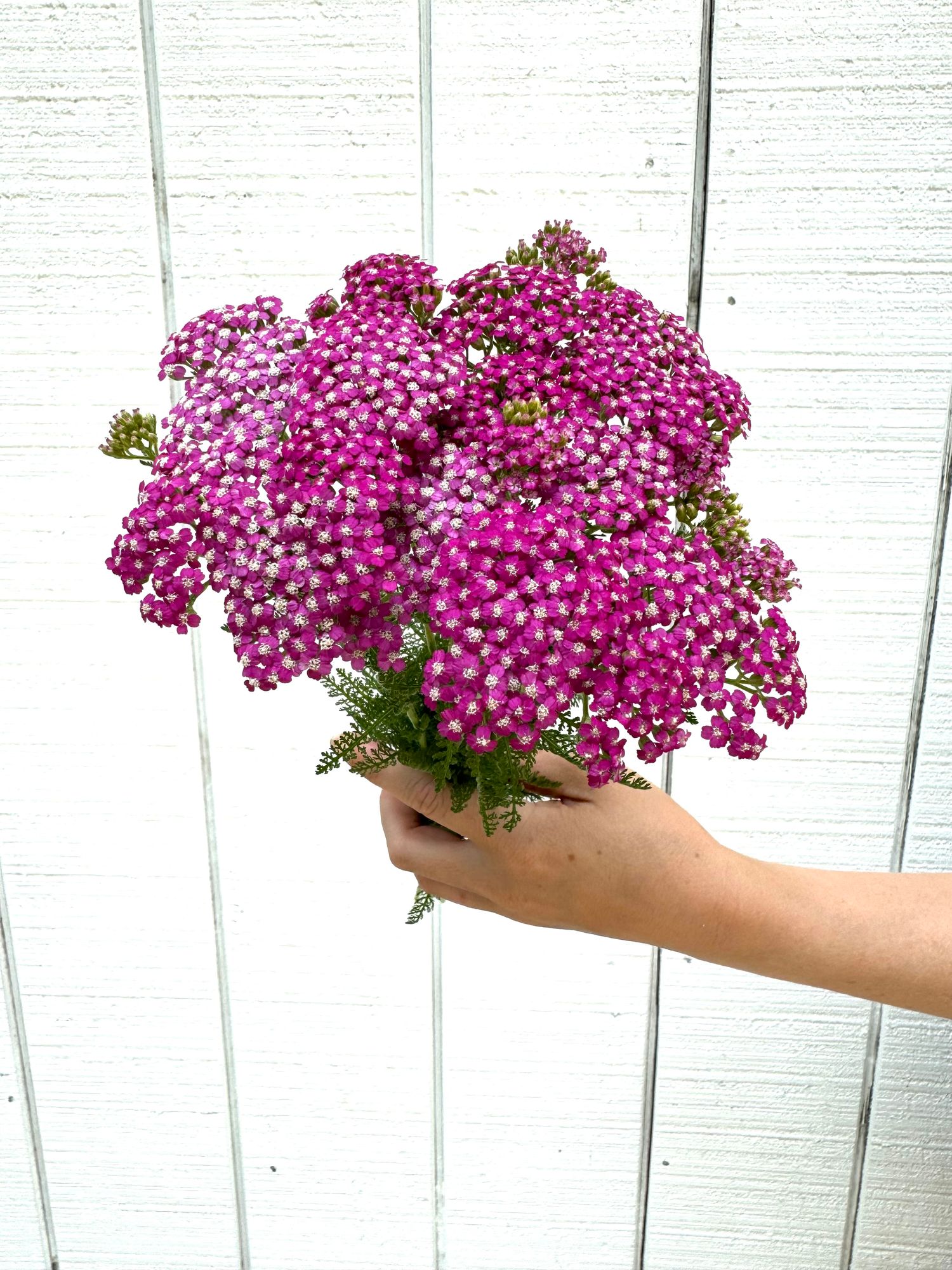 ACHILLEA millefolium Summer Berries