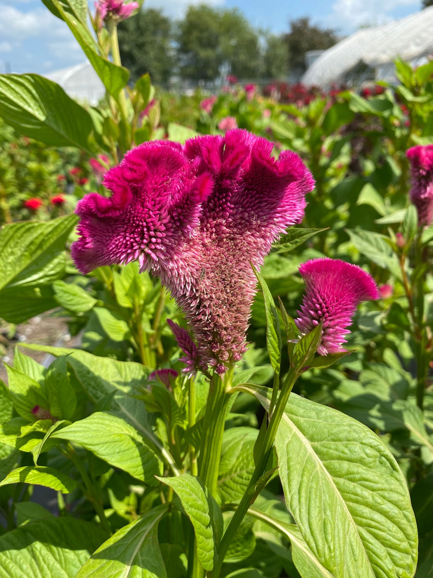 CELOSIA argentea var. cristata Cramer's Rose