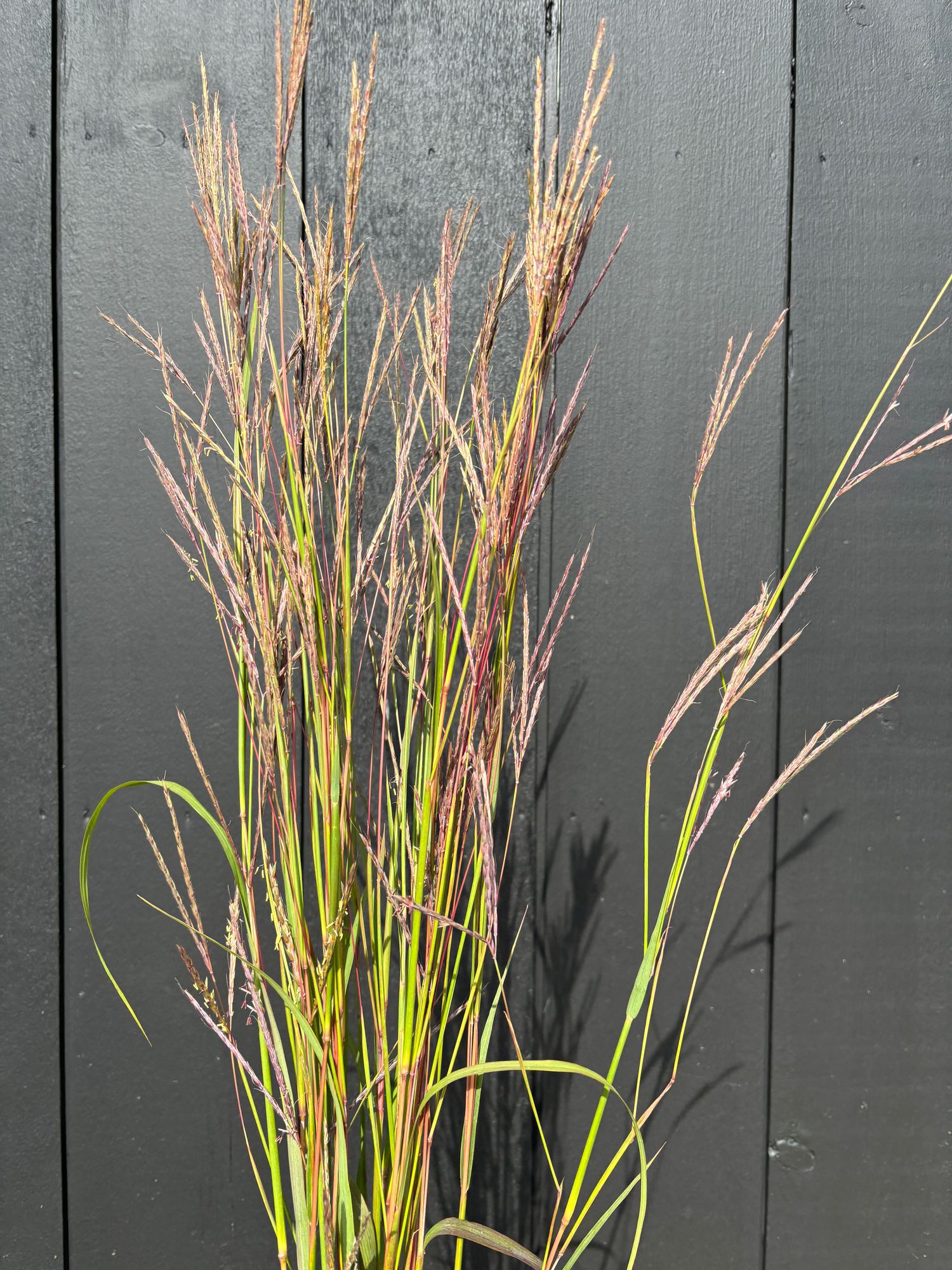 ORNAMENTAL GRASS