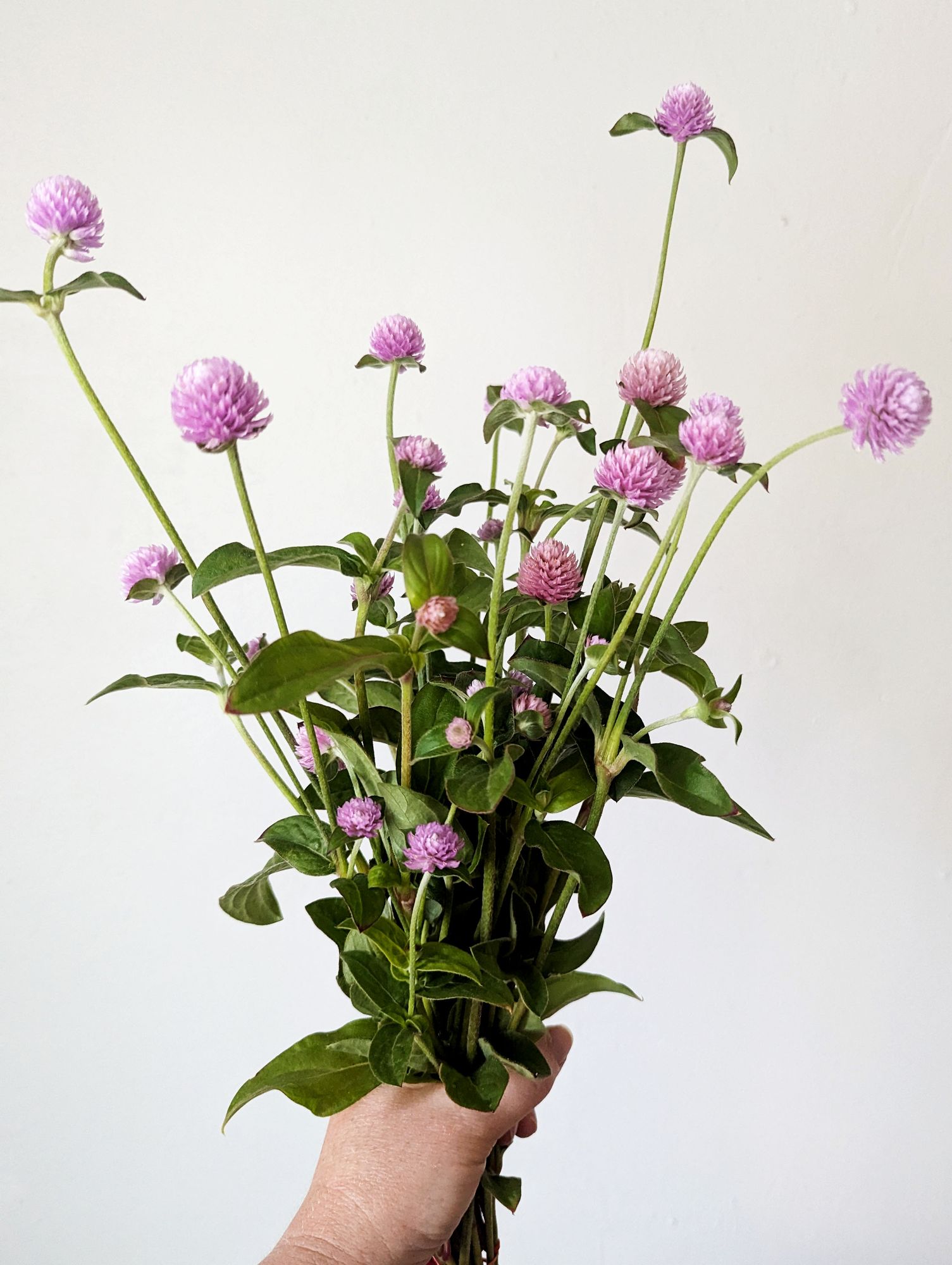 GOMPHRENA globosa QIS Lilac